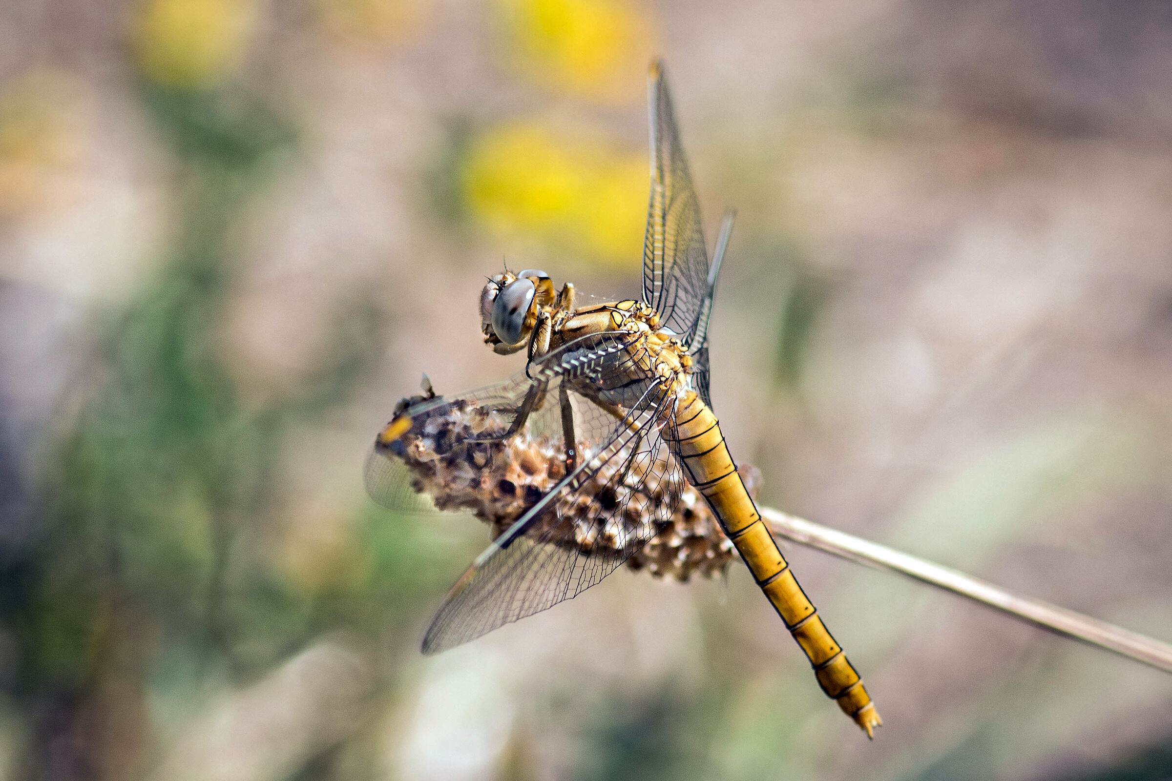 Crocothemis Erythraea