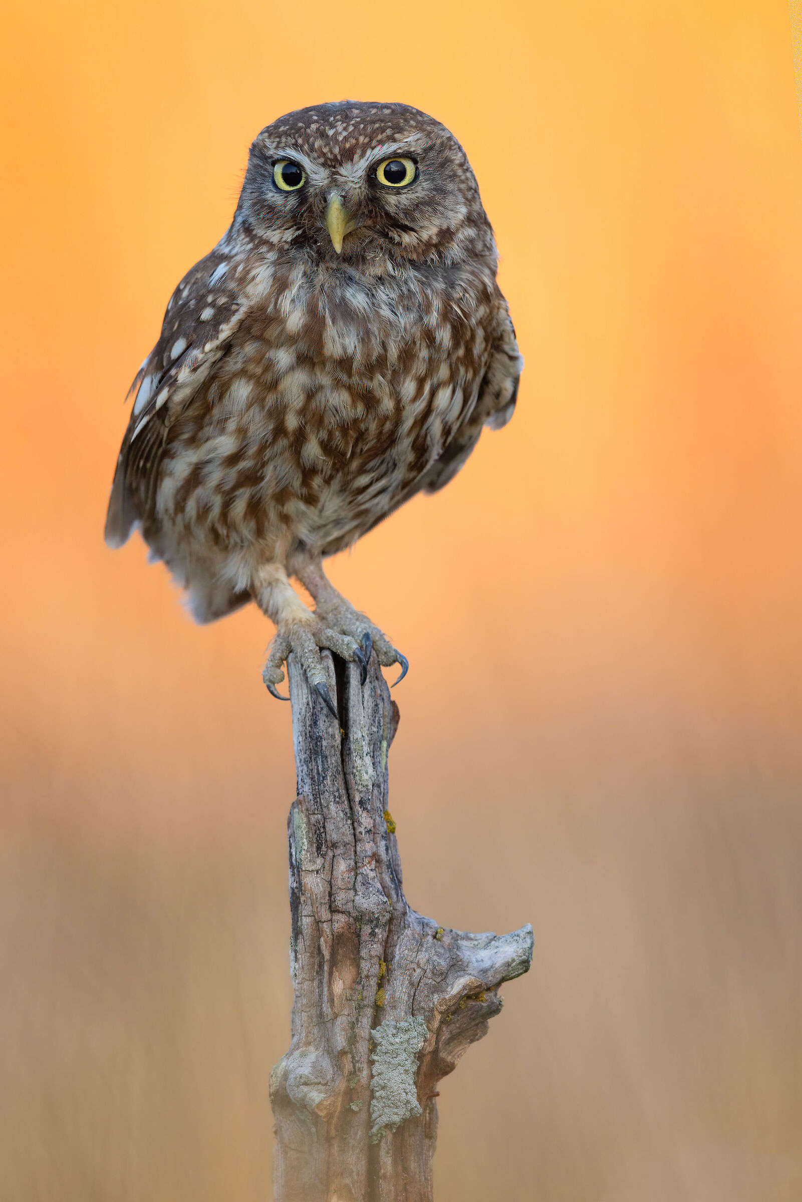 owl