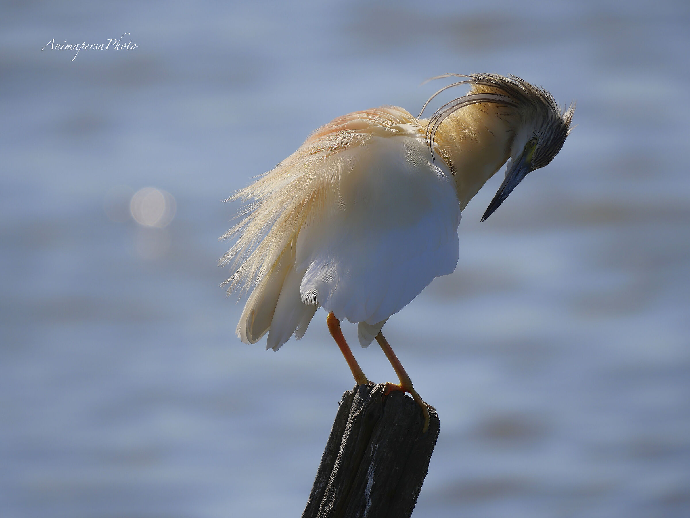 Sgarza ciuffetto sul lago