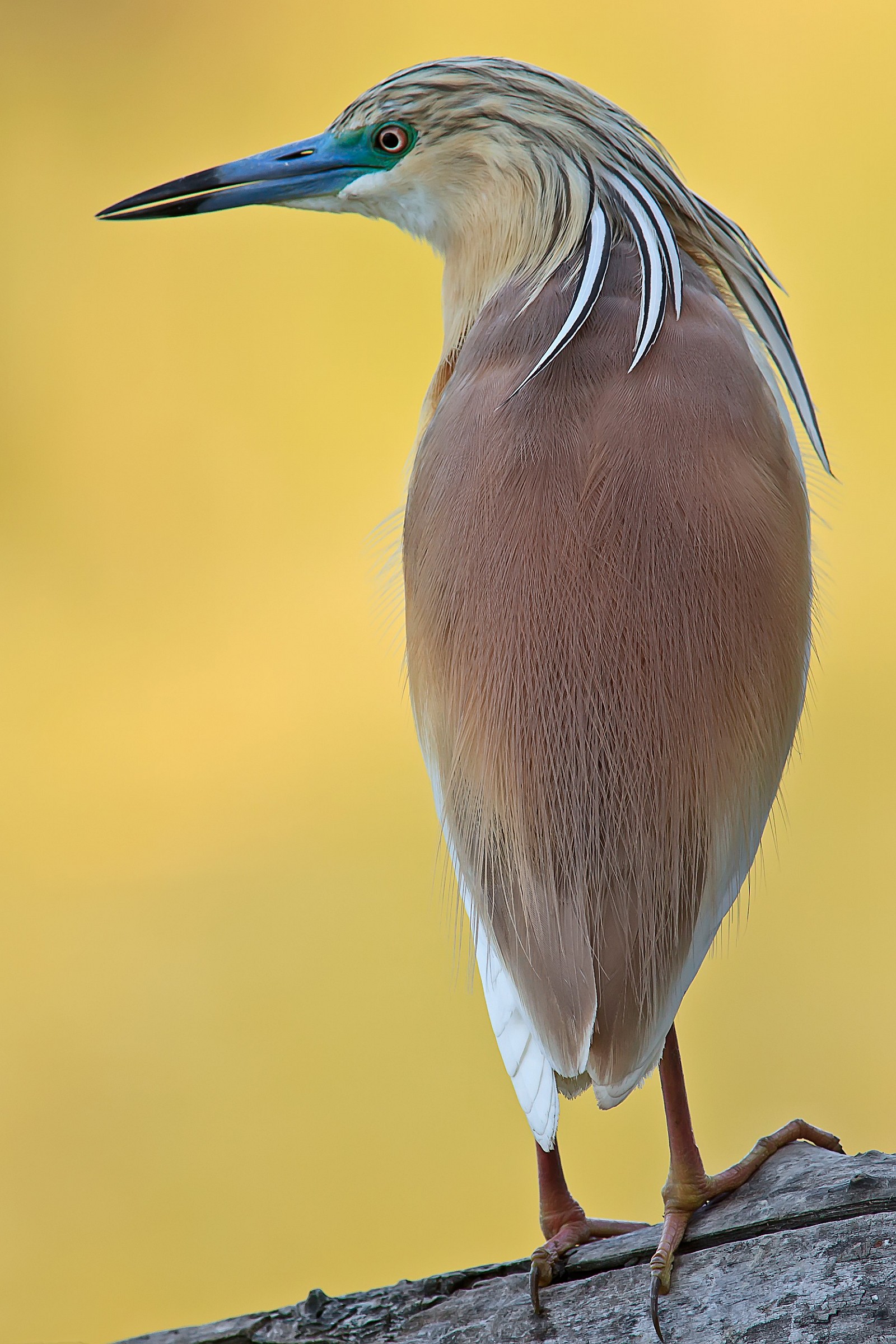 Sgarza ciuffetto 3 (sfondo giallo)