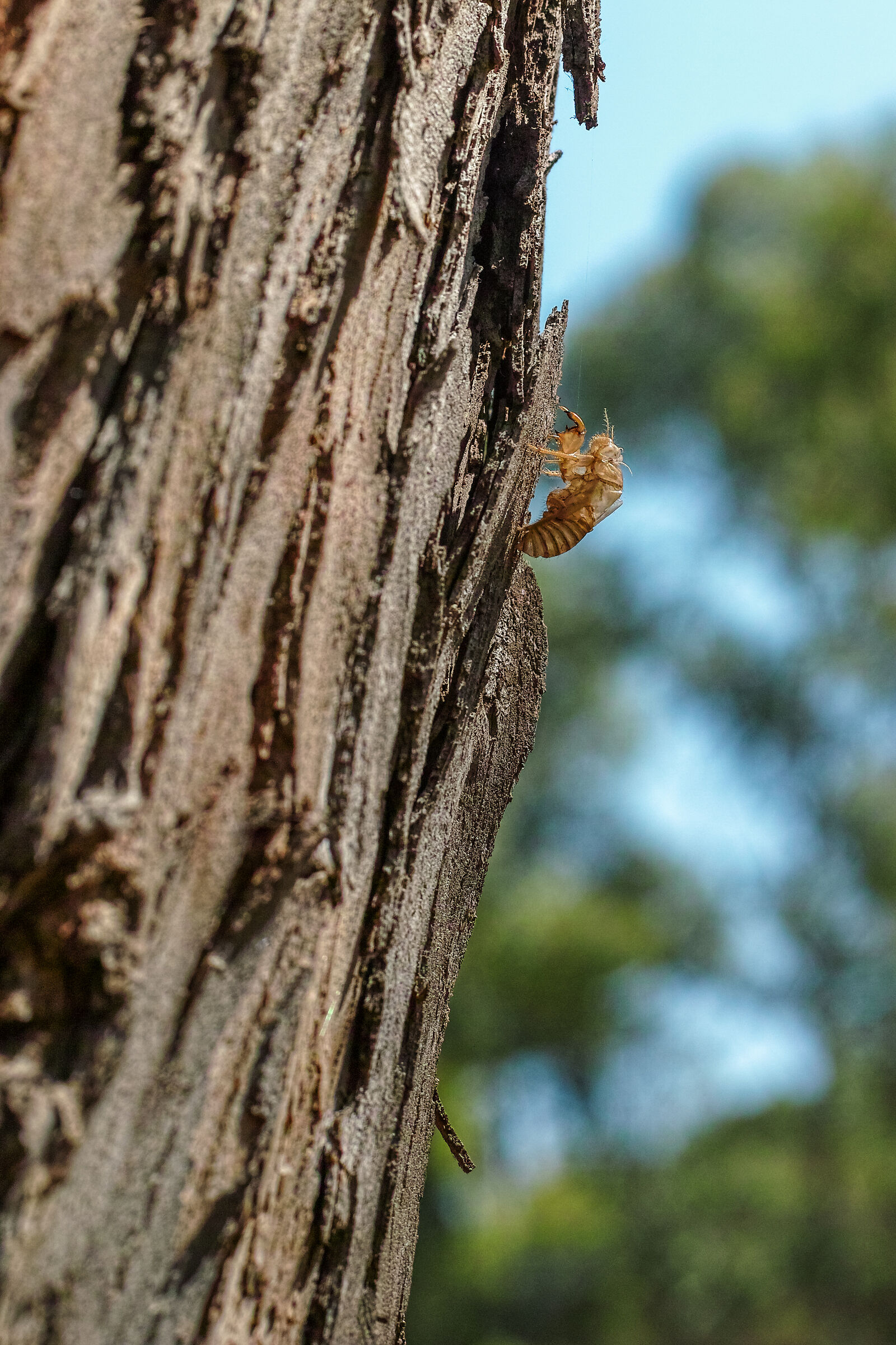 Cos'è? O, cosa è stata?