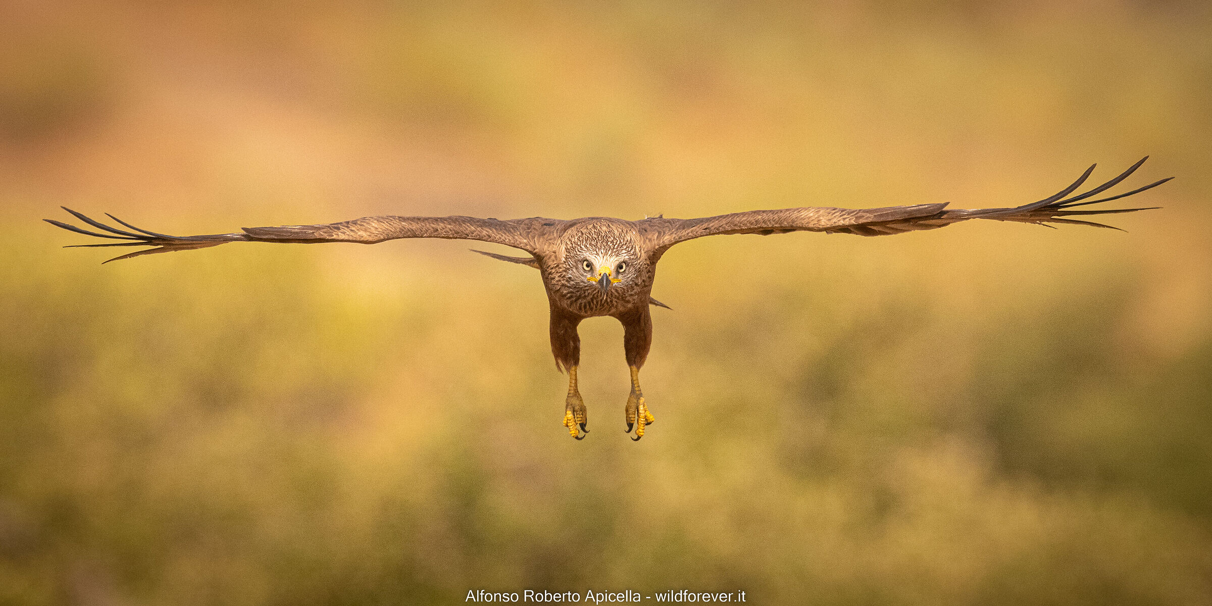 Black kite