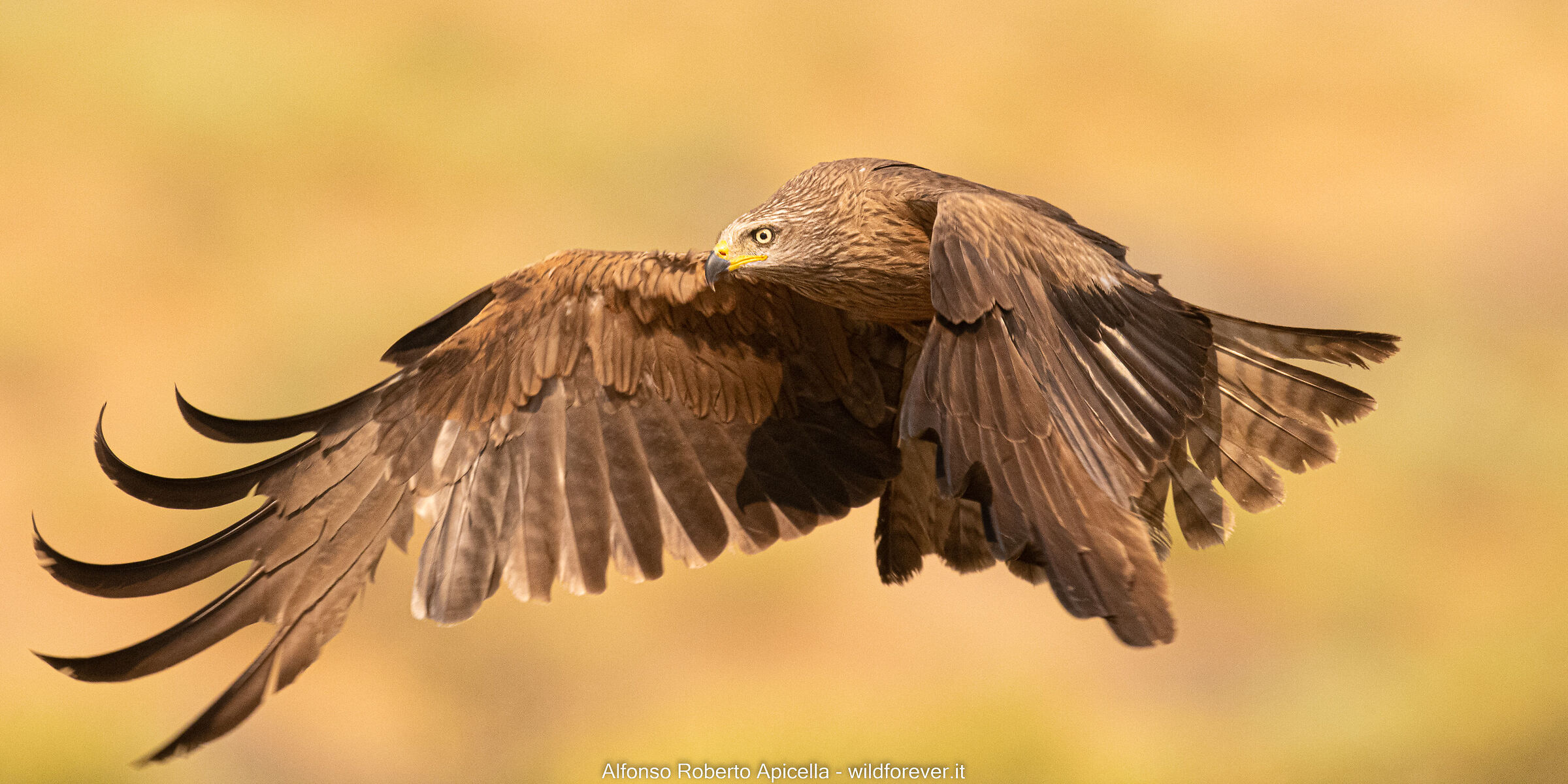 Black kite