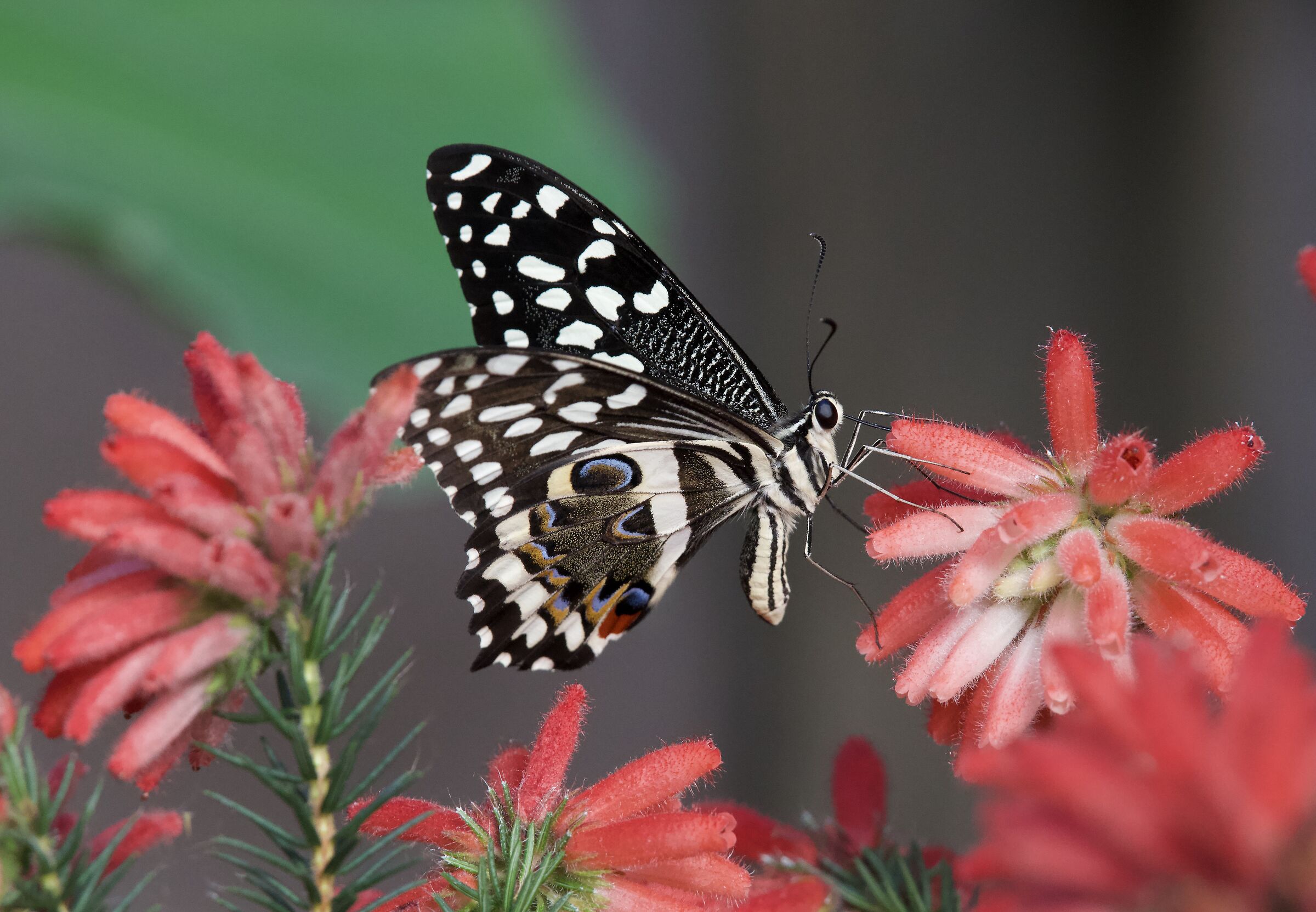 Papilio demodocus 1