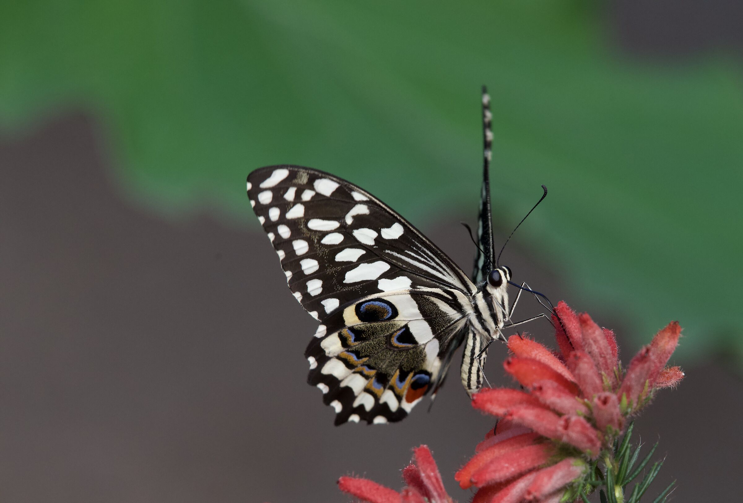 Papilio demodocus 3