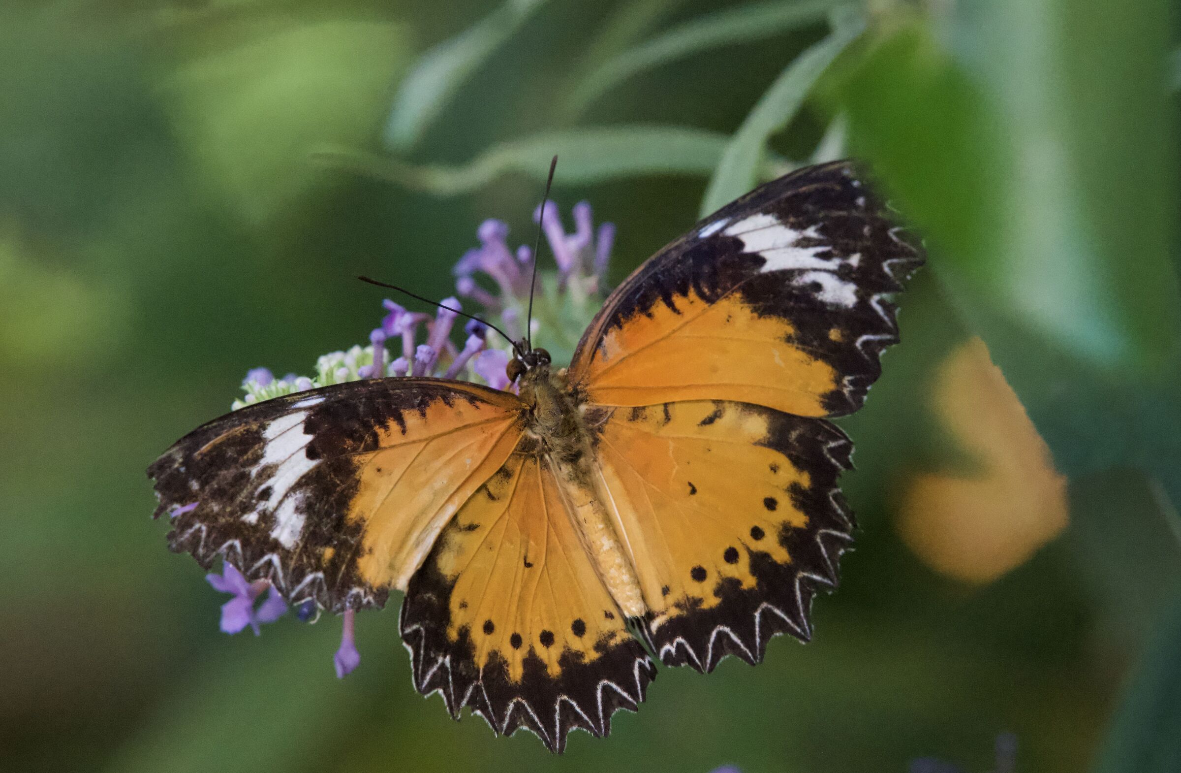 Cethosia cyane 1