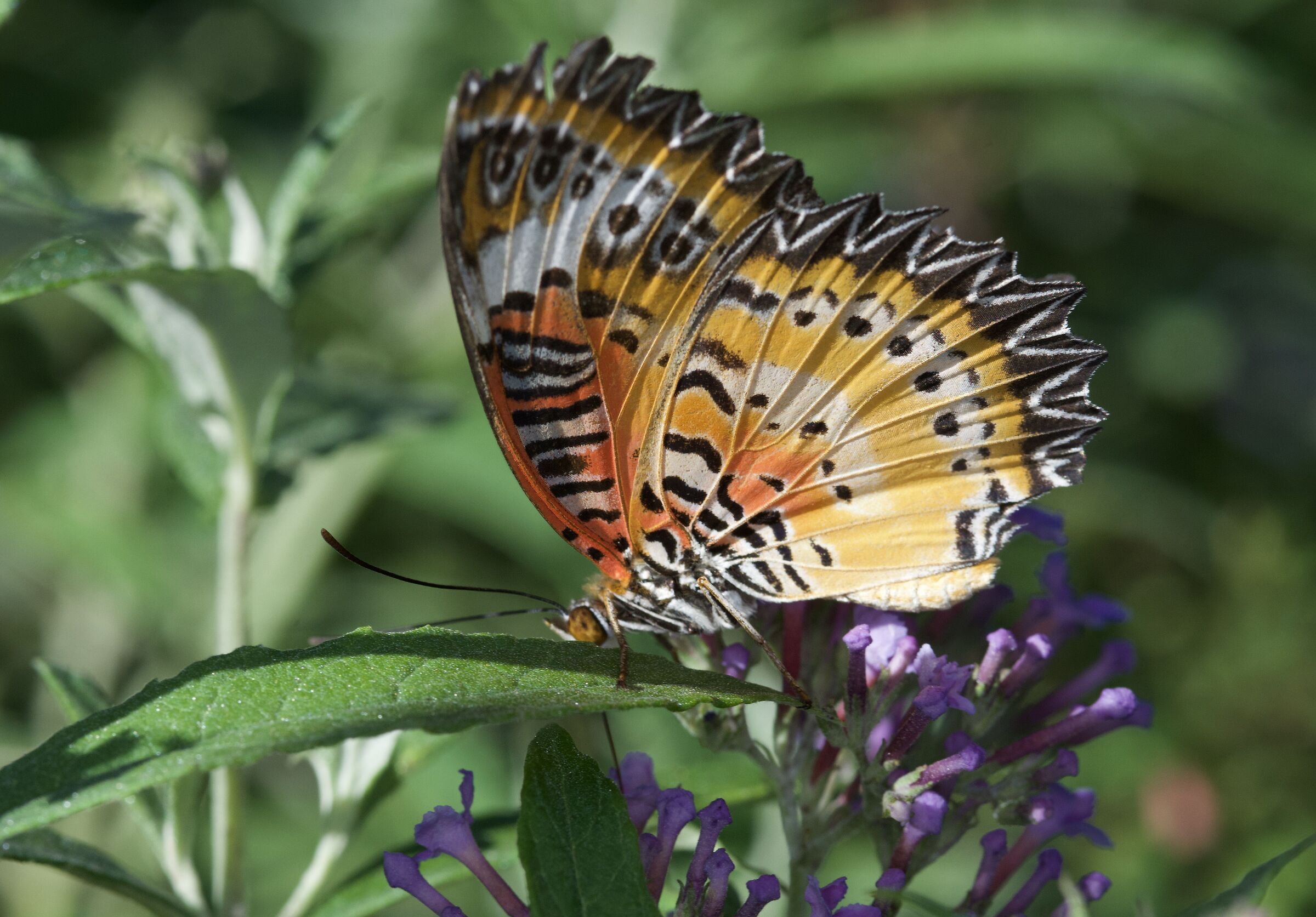 Cethosia cyane 2