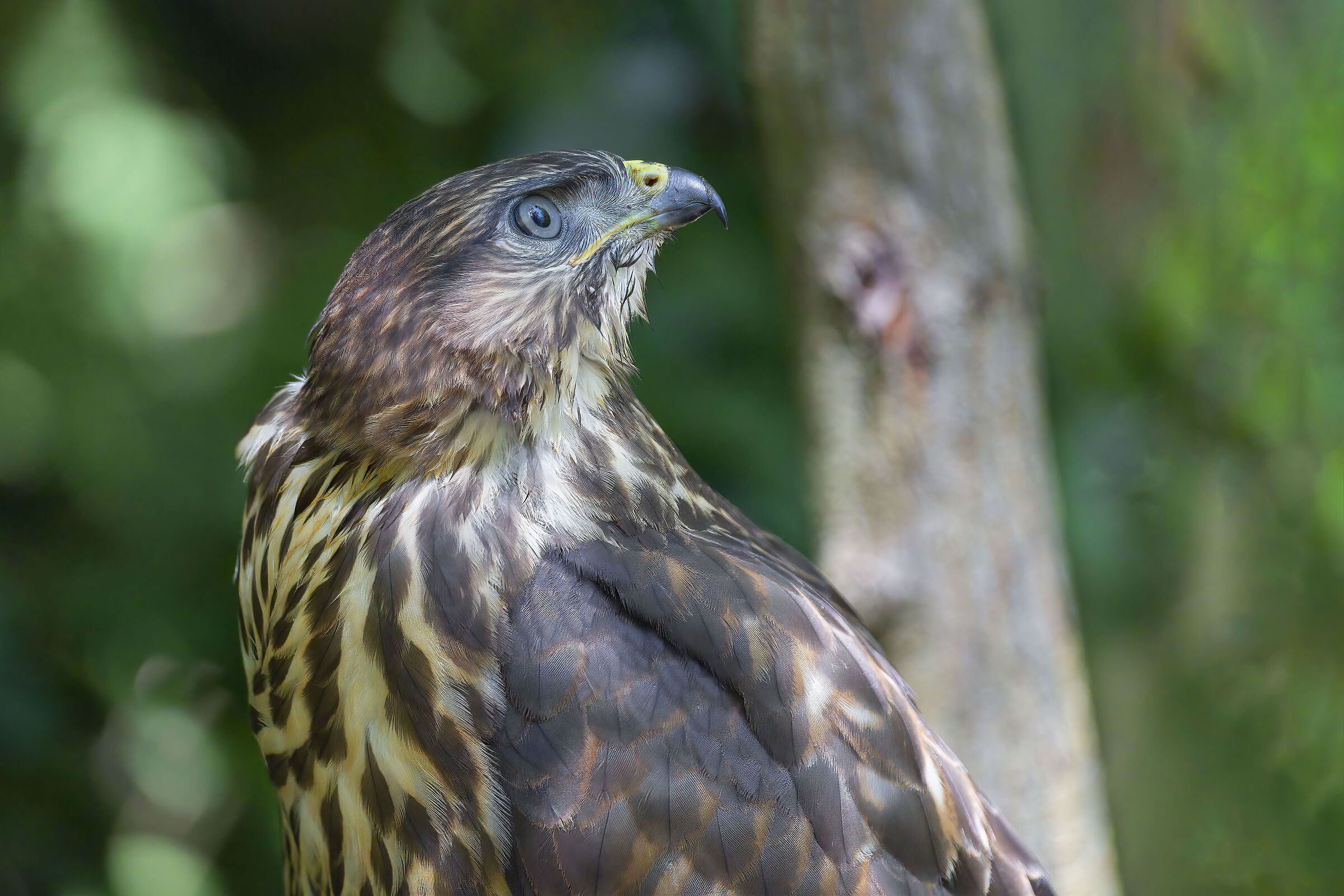 Buzzard