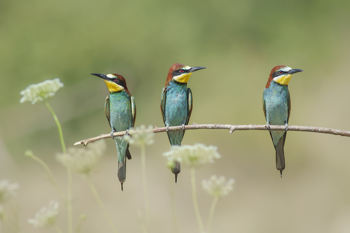 bee-eater