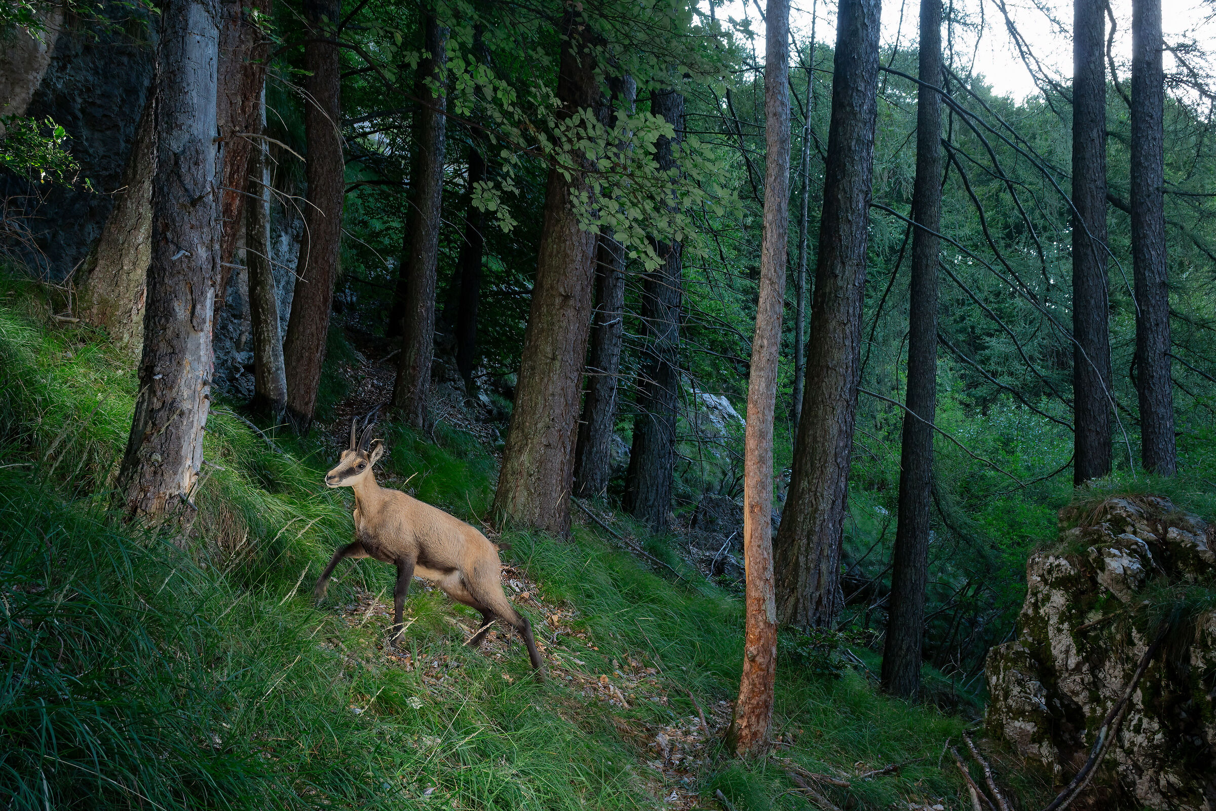 Alpine chamois