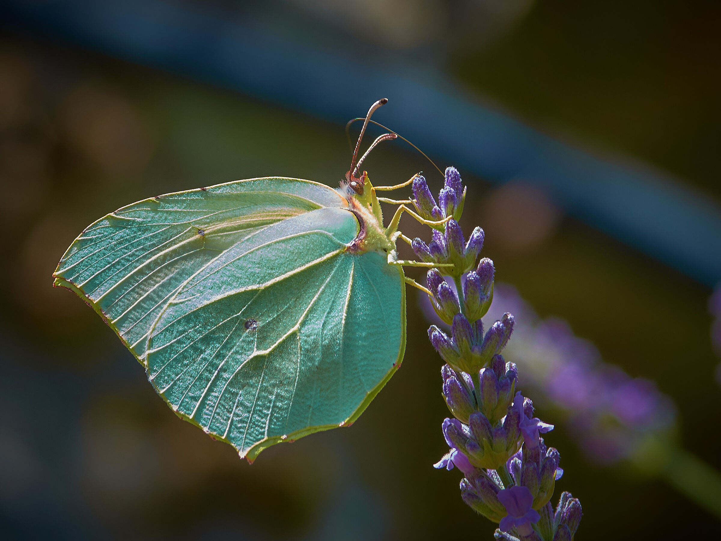 Sulla mia lavanda...