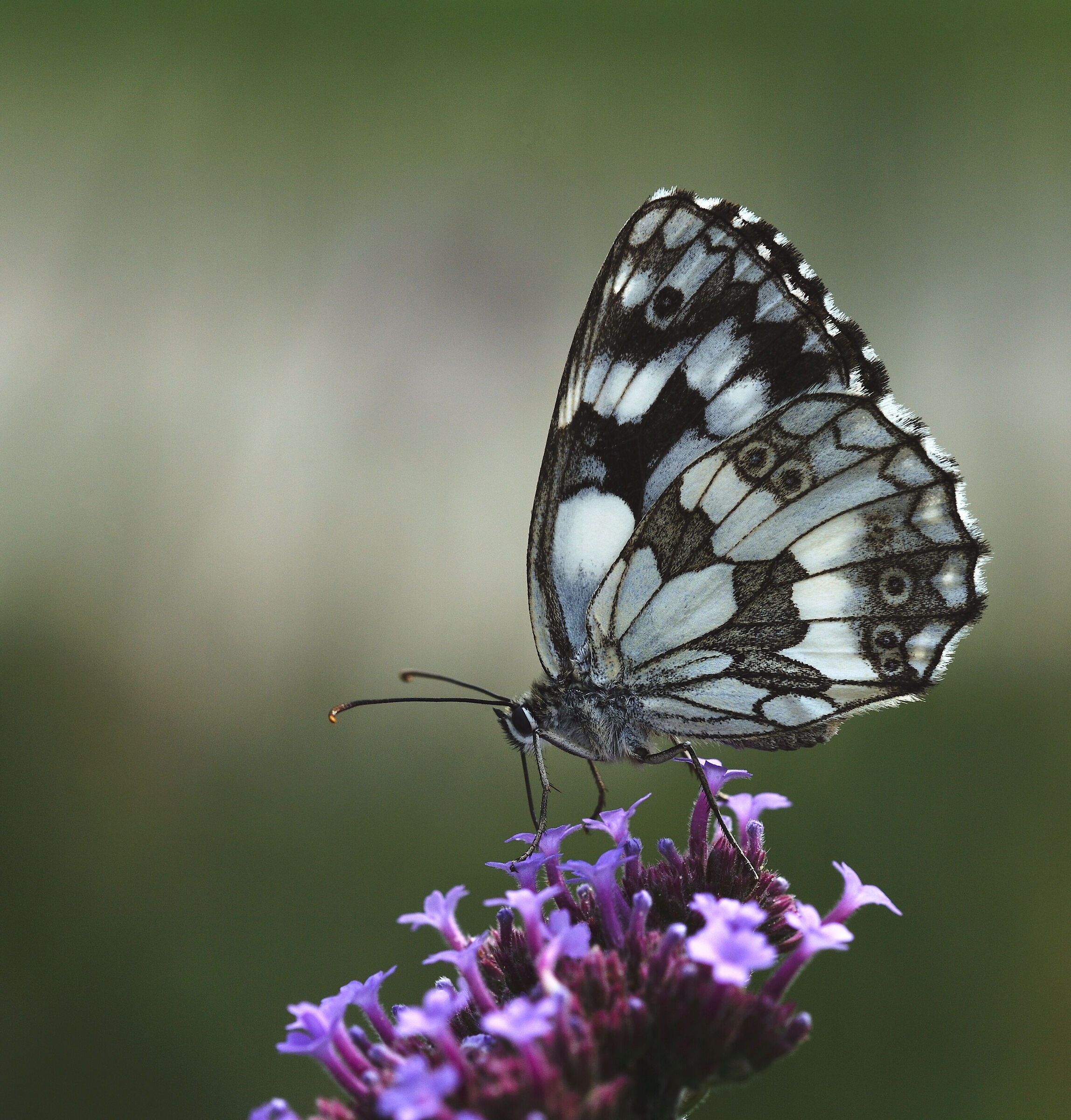 Melanargia