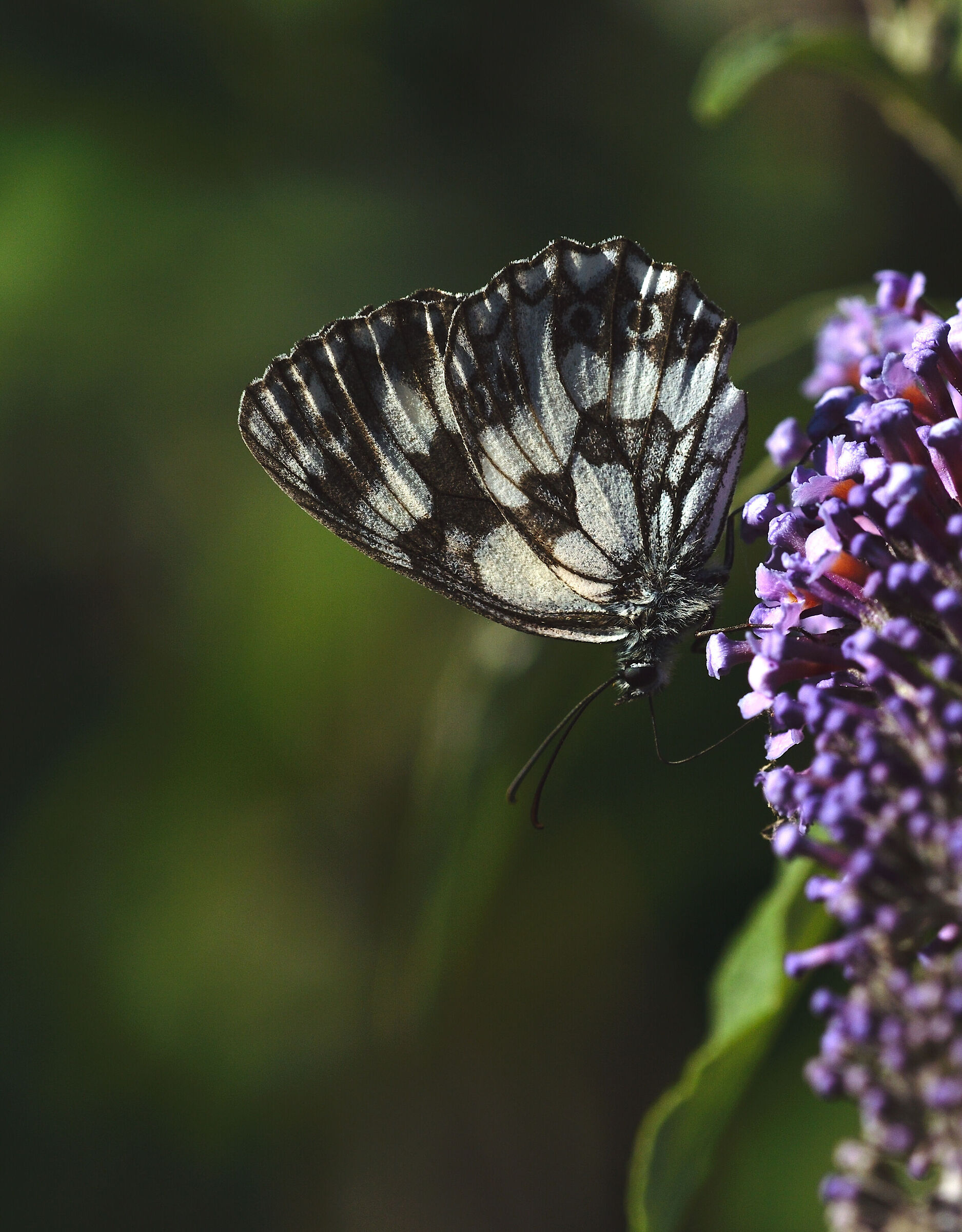 Melanargia in Val Soana