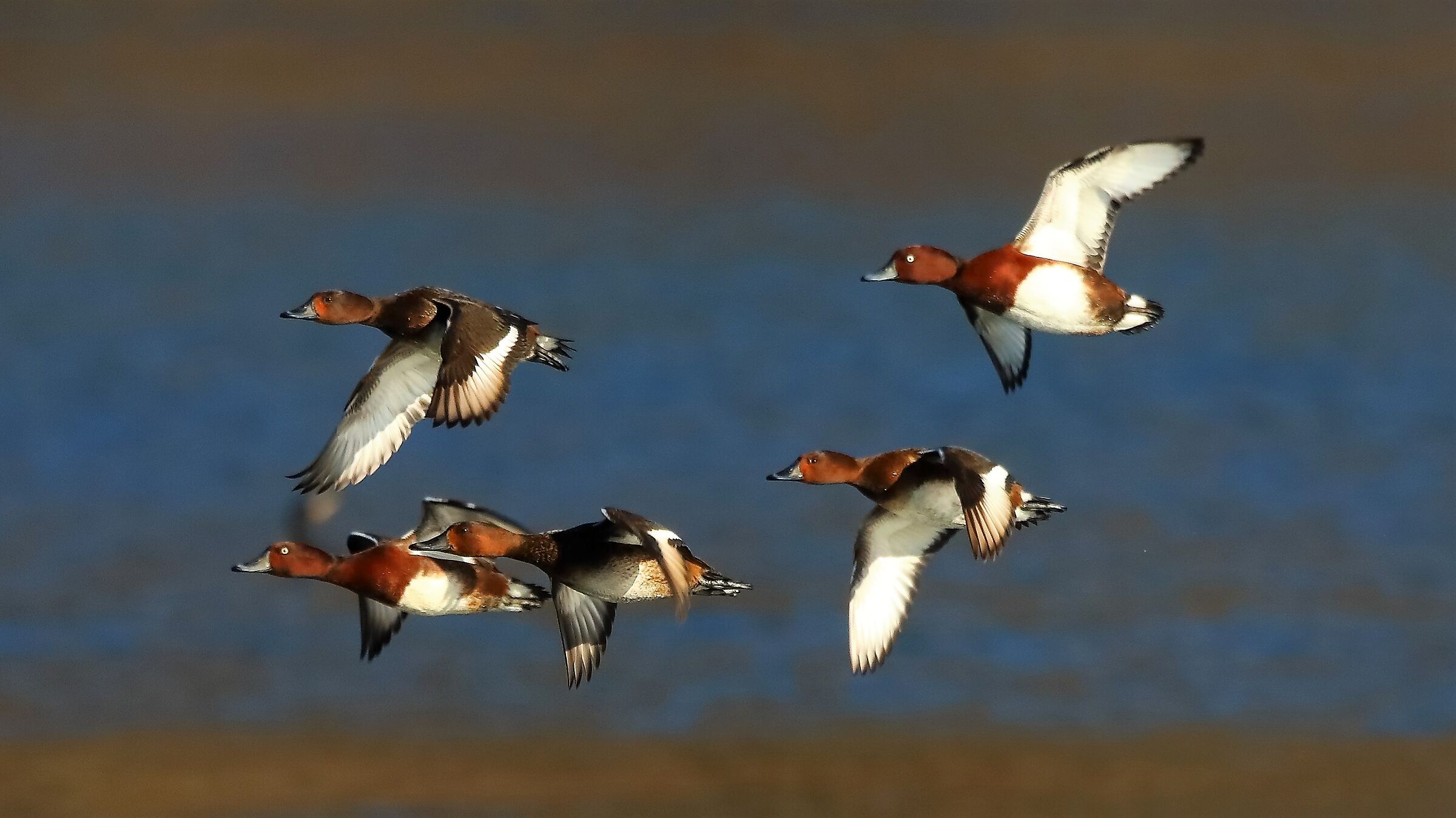 Morette tab 15 gen 2022 -- 121