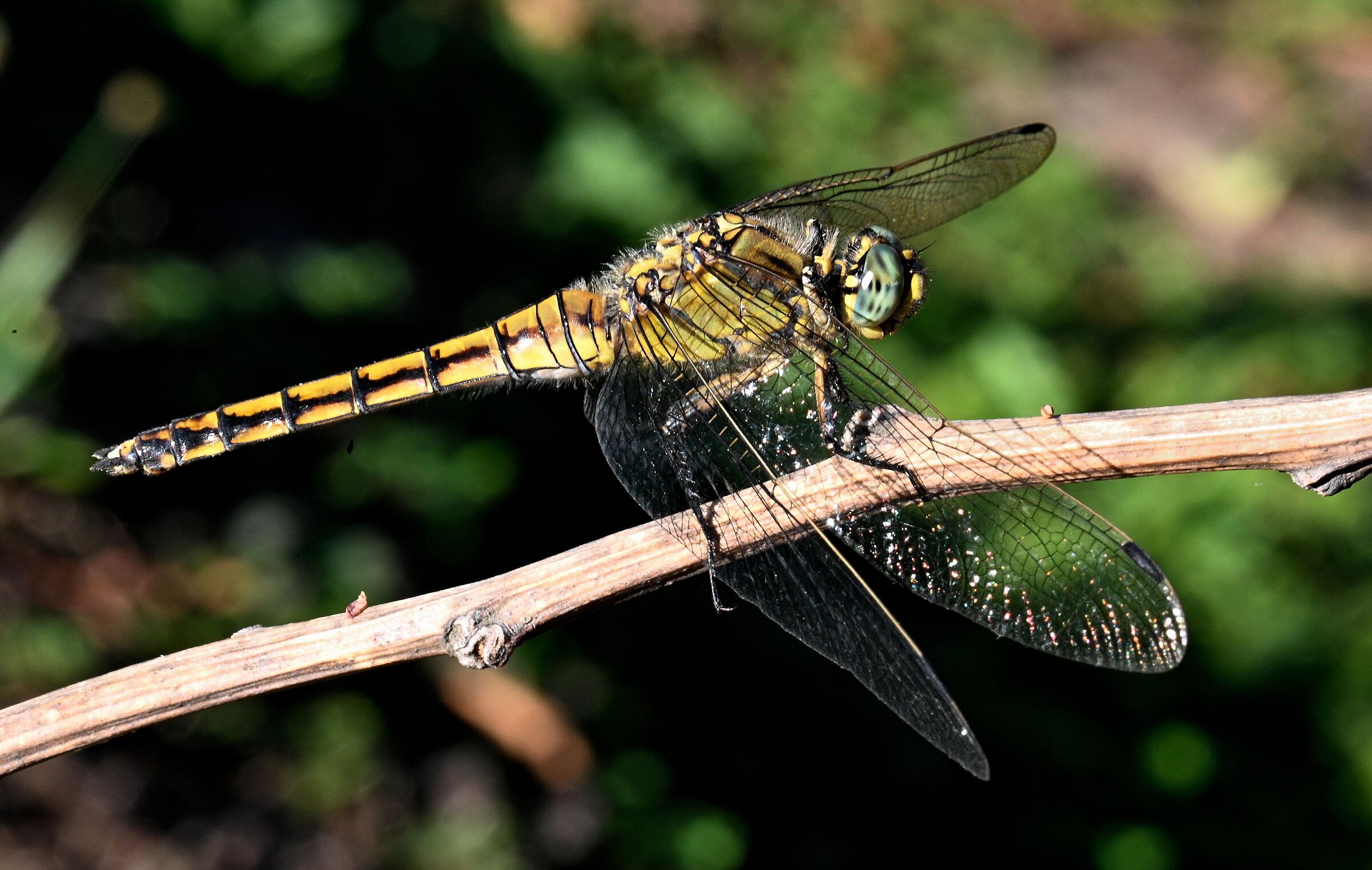 Libellula