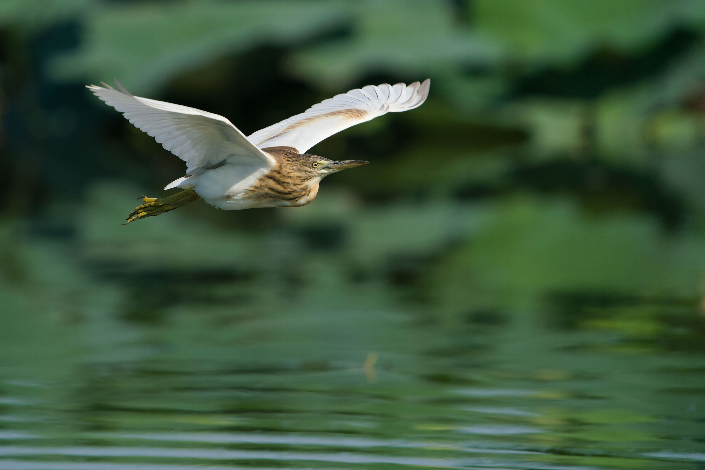 Squacco heron