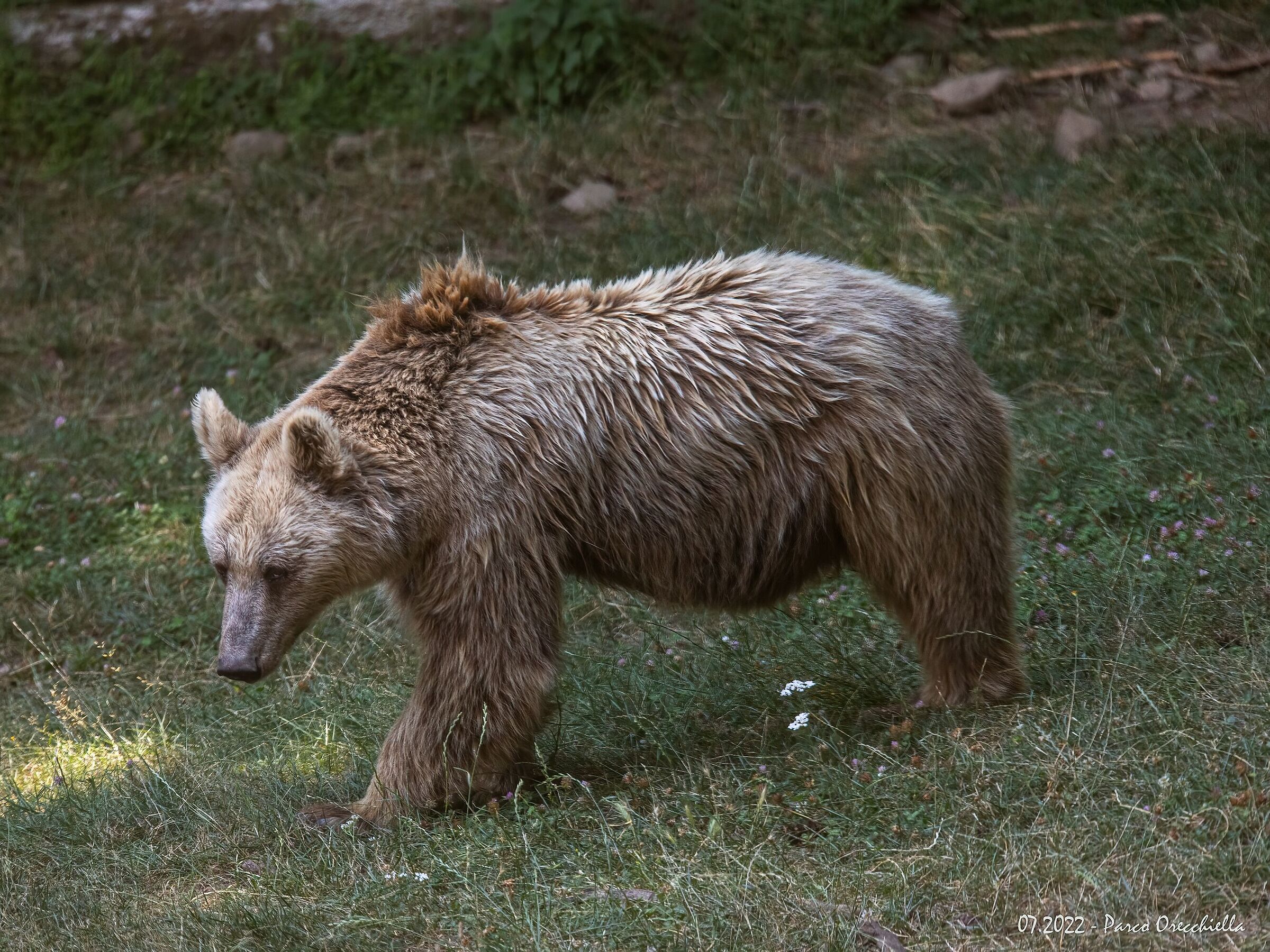 Parco dell' Orecchiella -