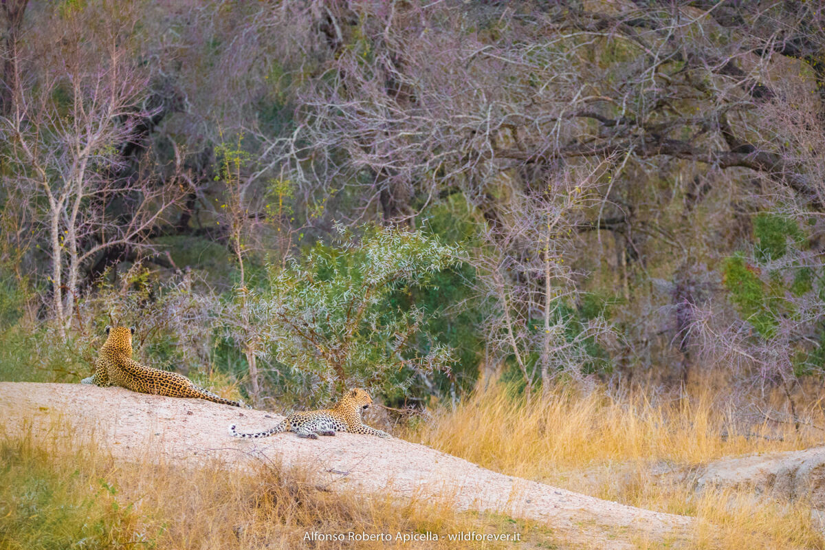 Leopards - Kruger National Park