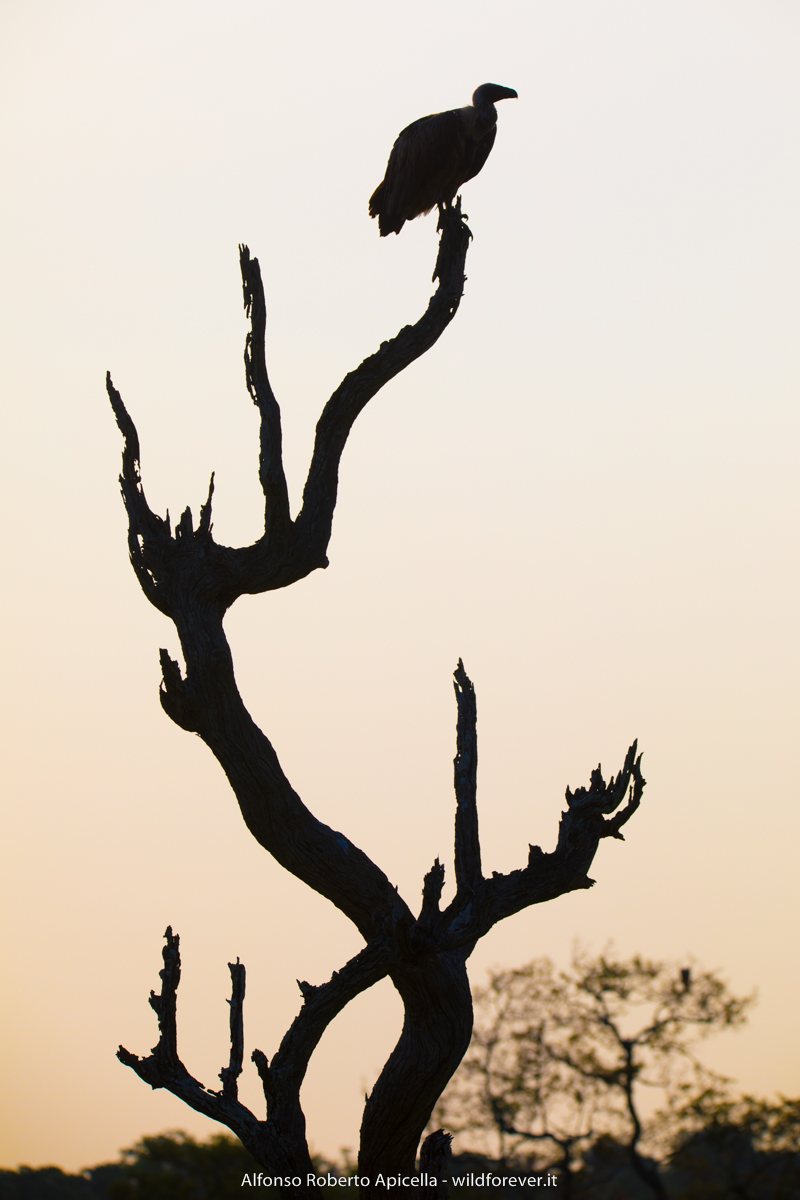 African Griffon - Kruger National Park