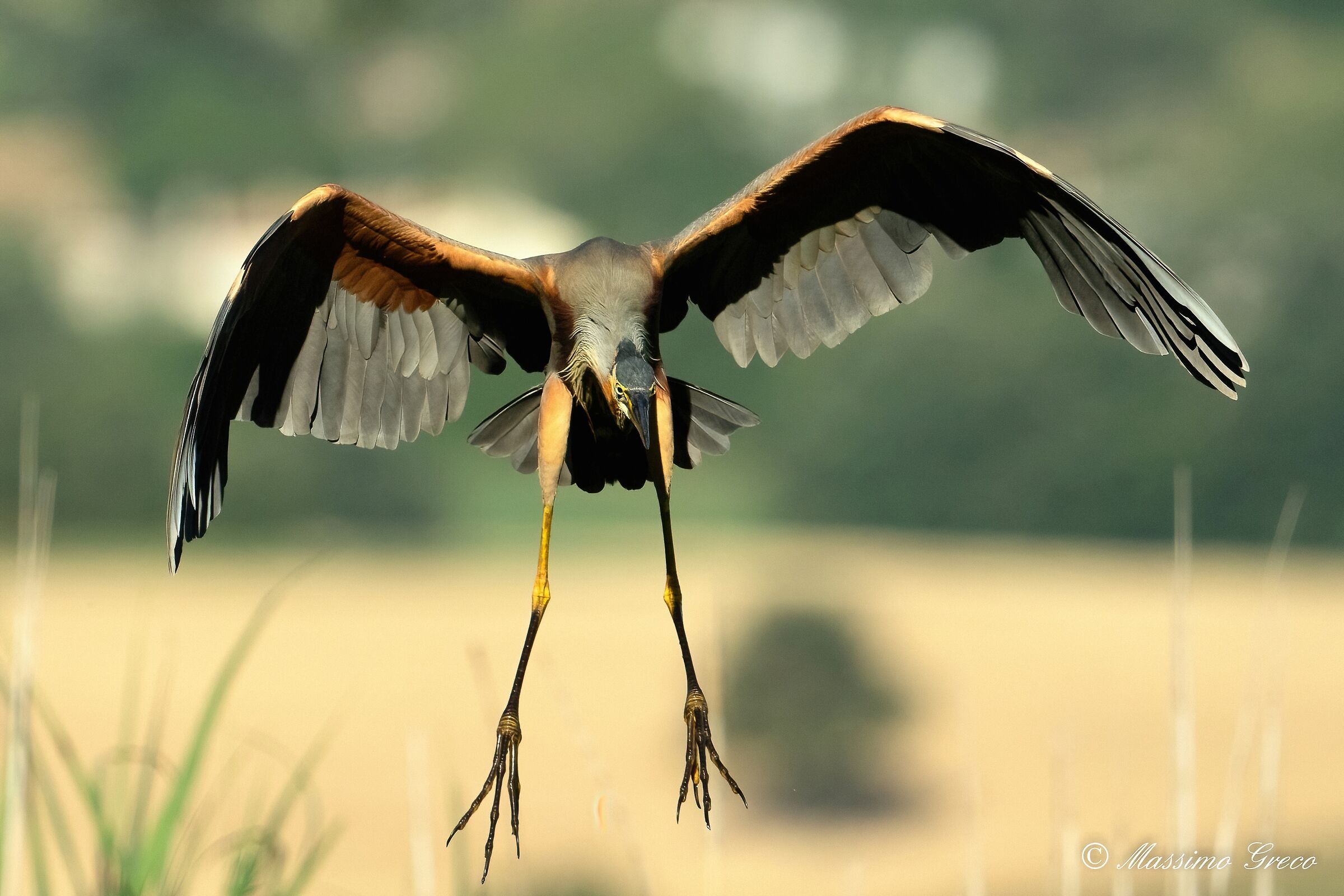 Red heron (Ardea purpurea)