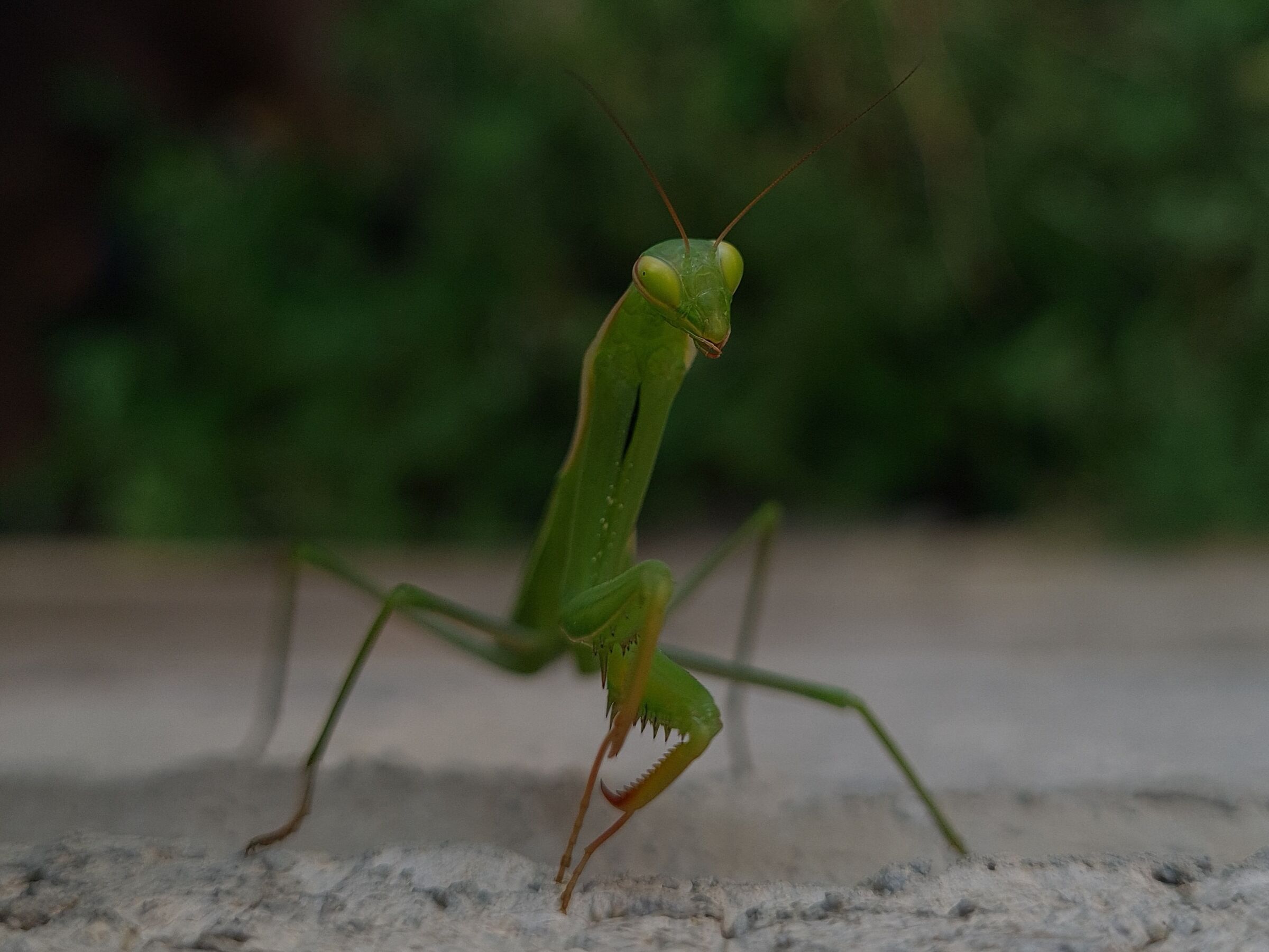 Mantis