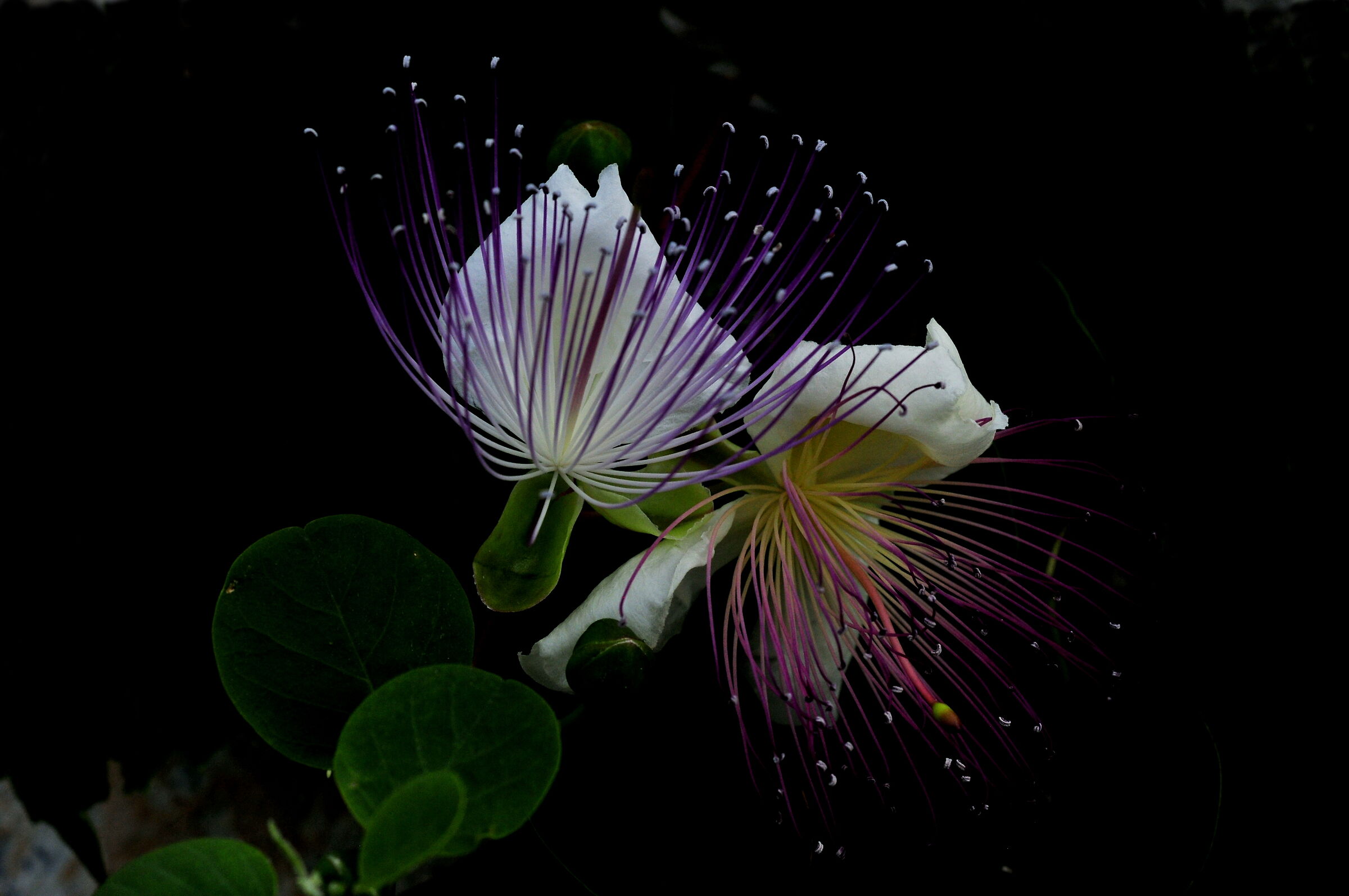 Il fiore del cappero.
