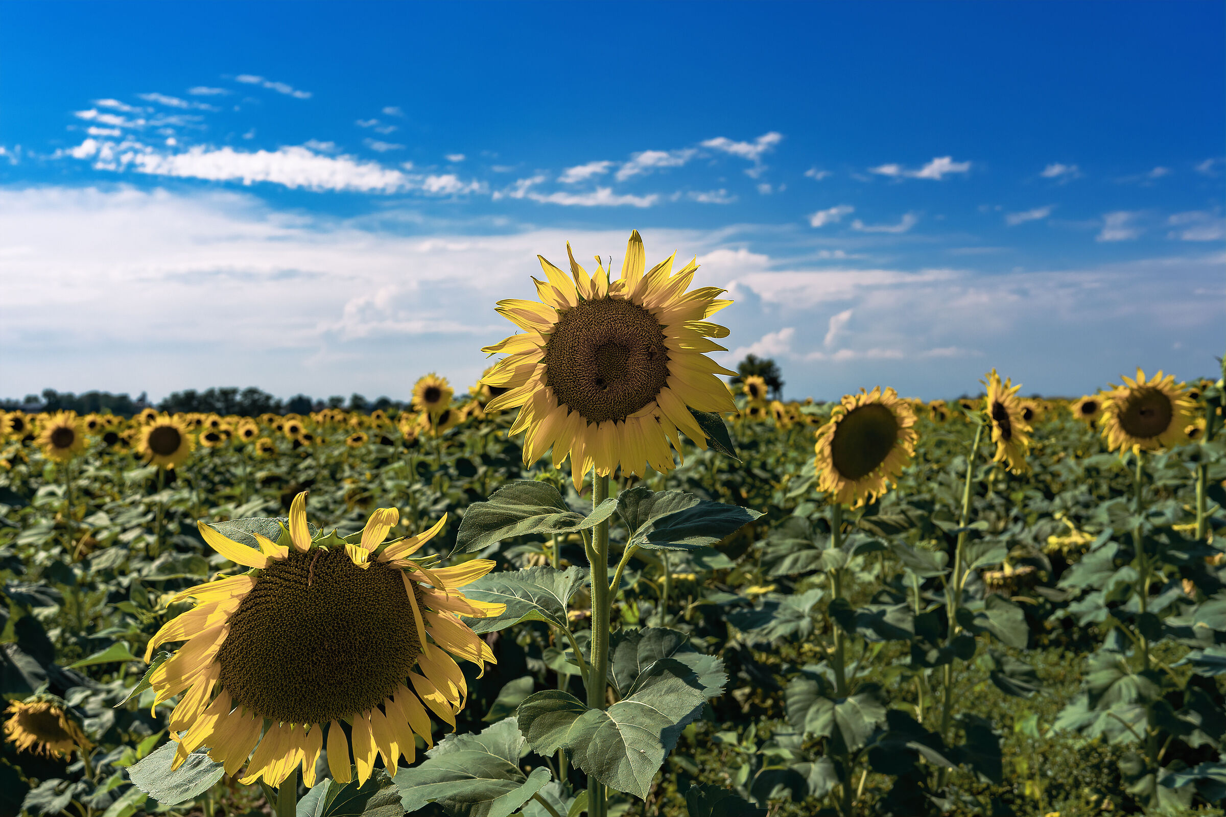 Gruppo di famiglia in esterno
