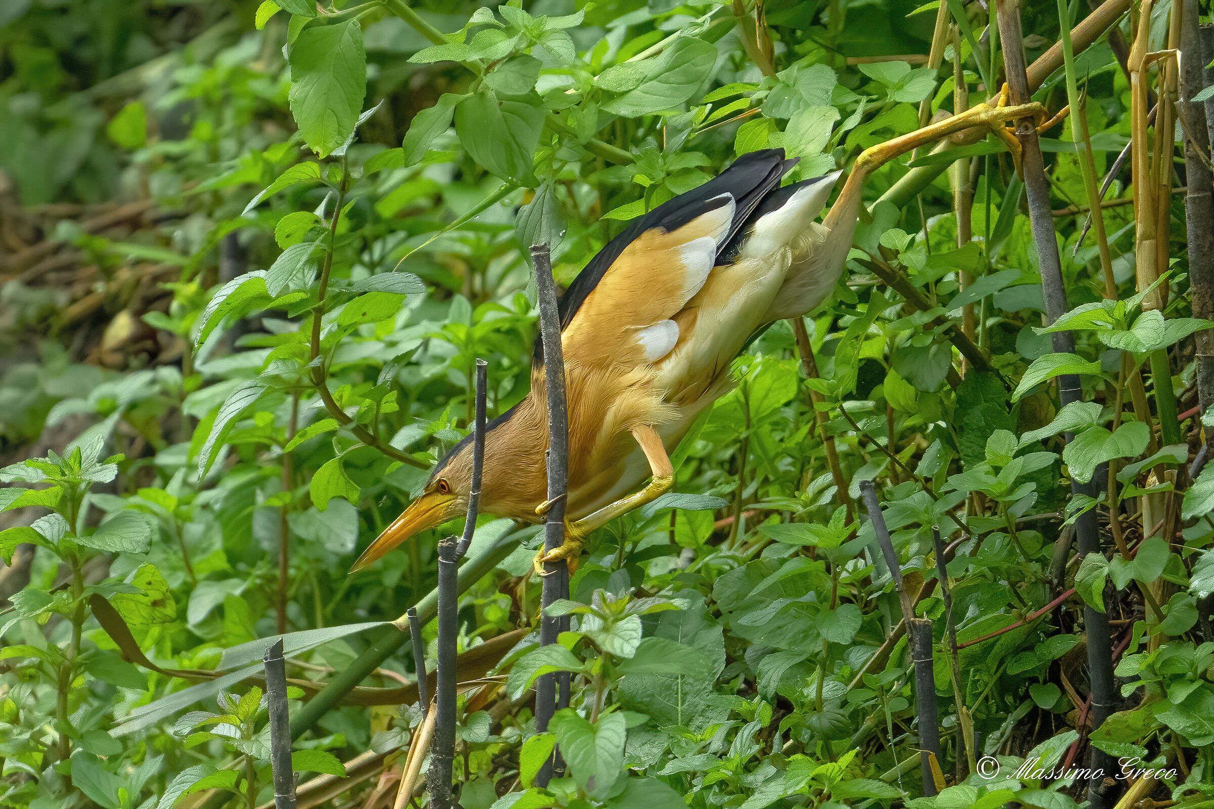 Tarabusino in caccia