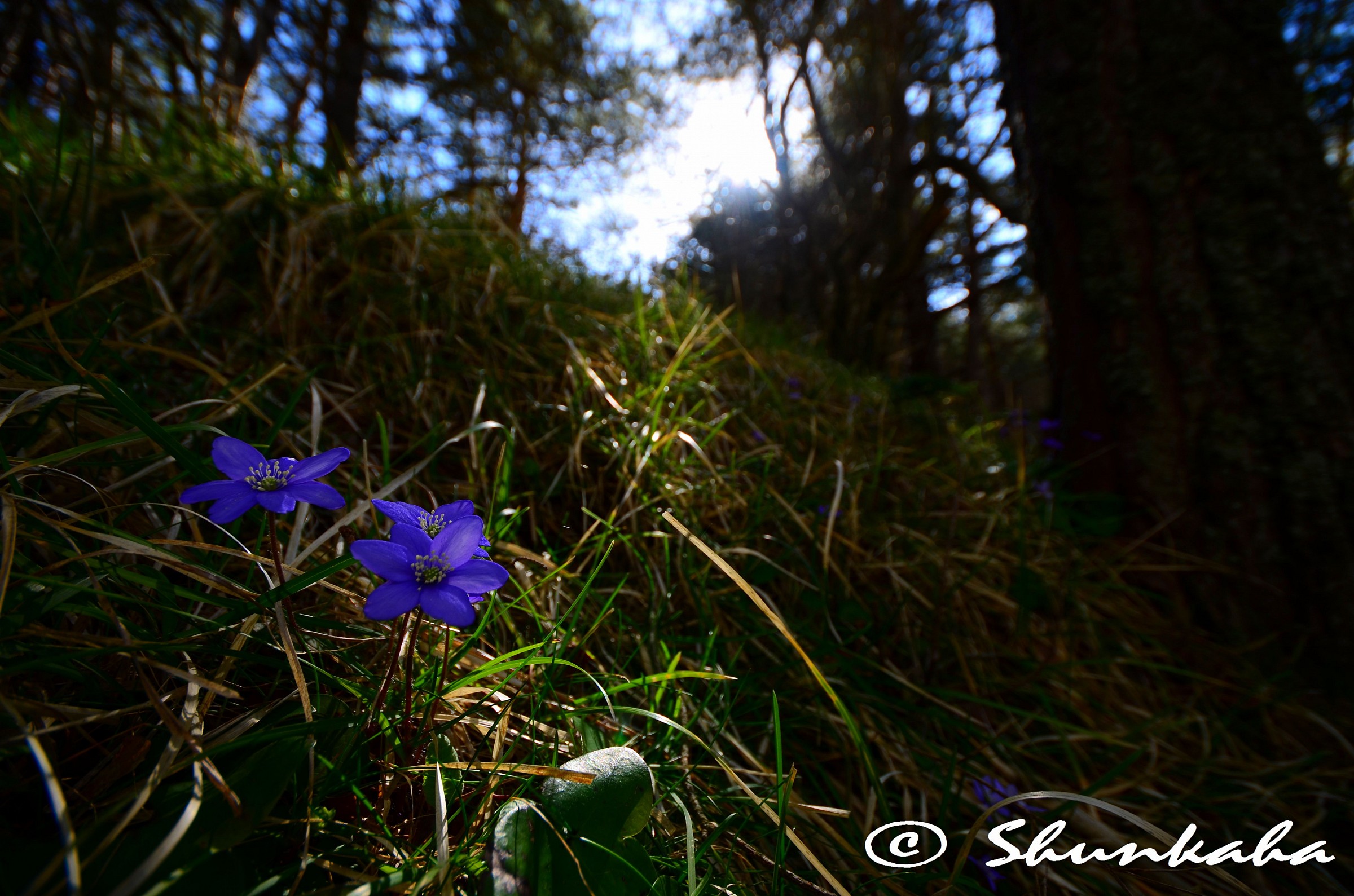 Hepatica Nobilis
