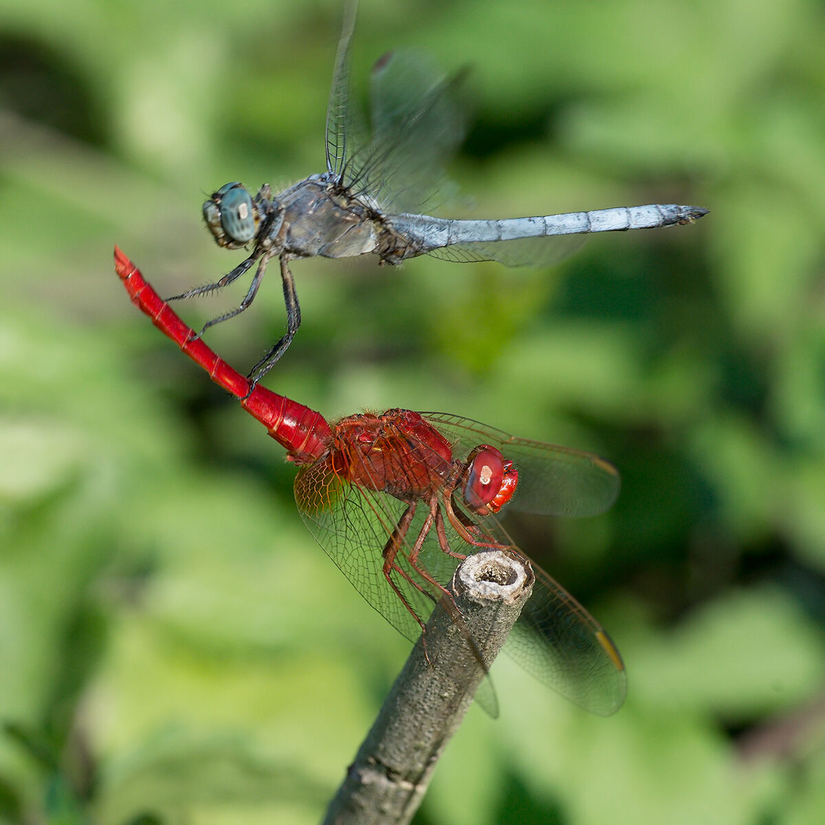 Crocothemis erythraea with OrOrthetrum brunneum