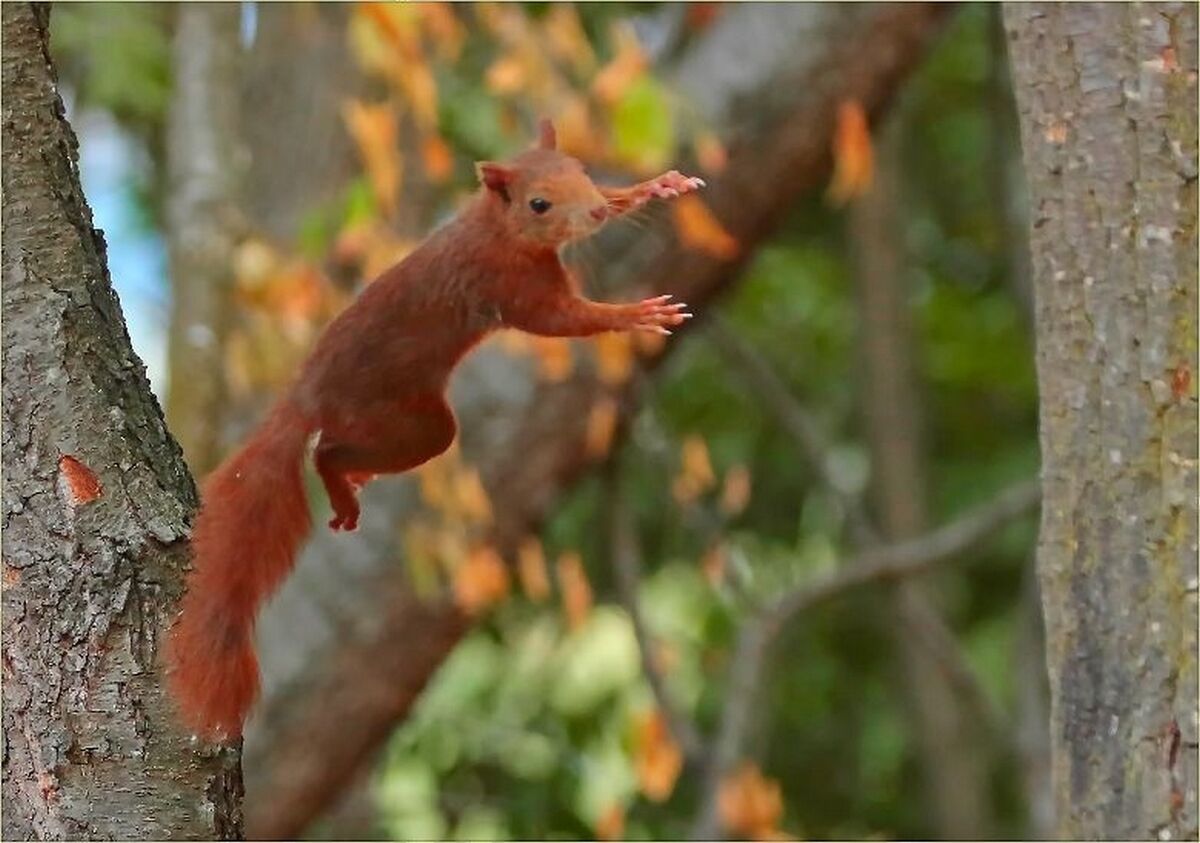 '' red on the fly ''