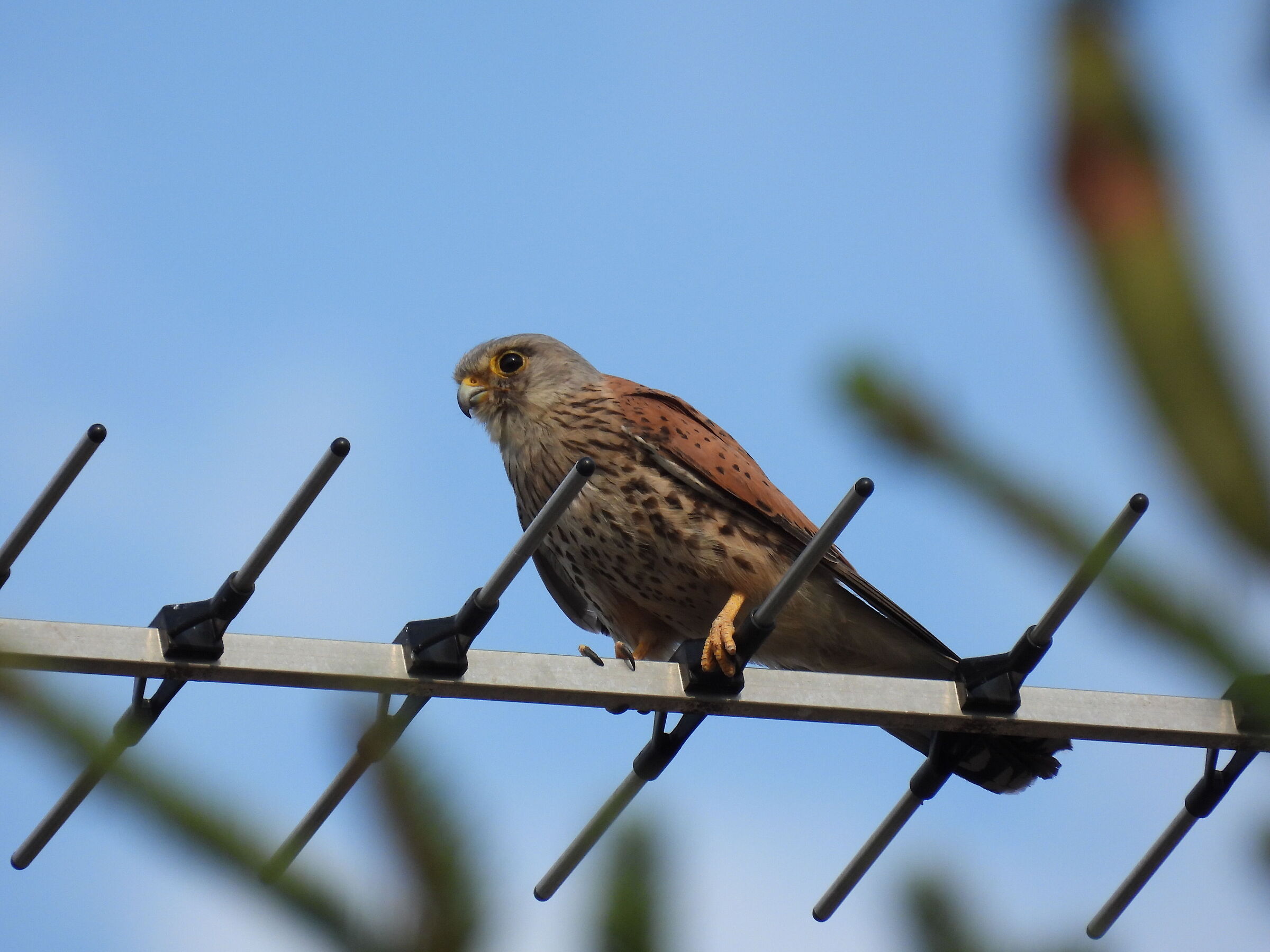 Common kestrel