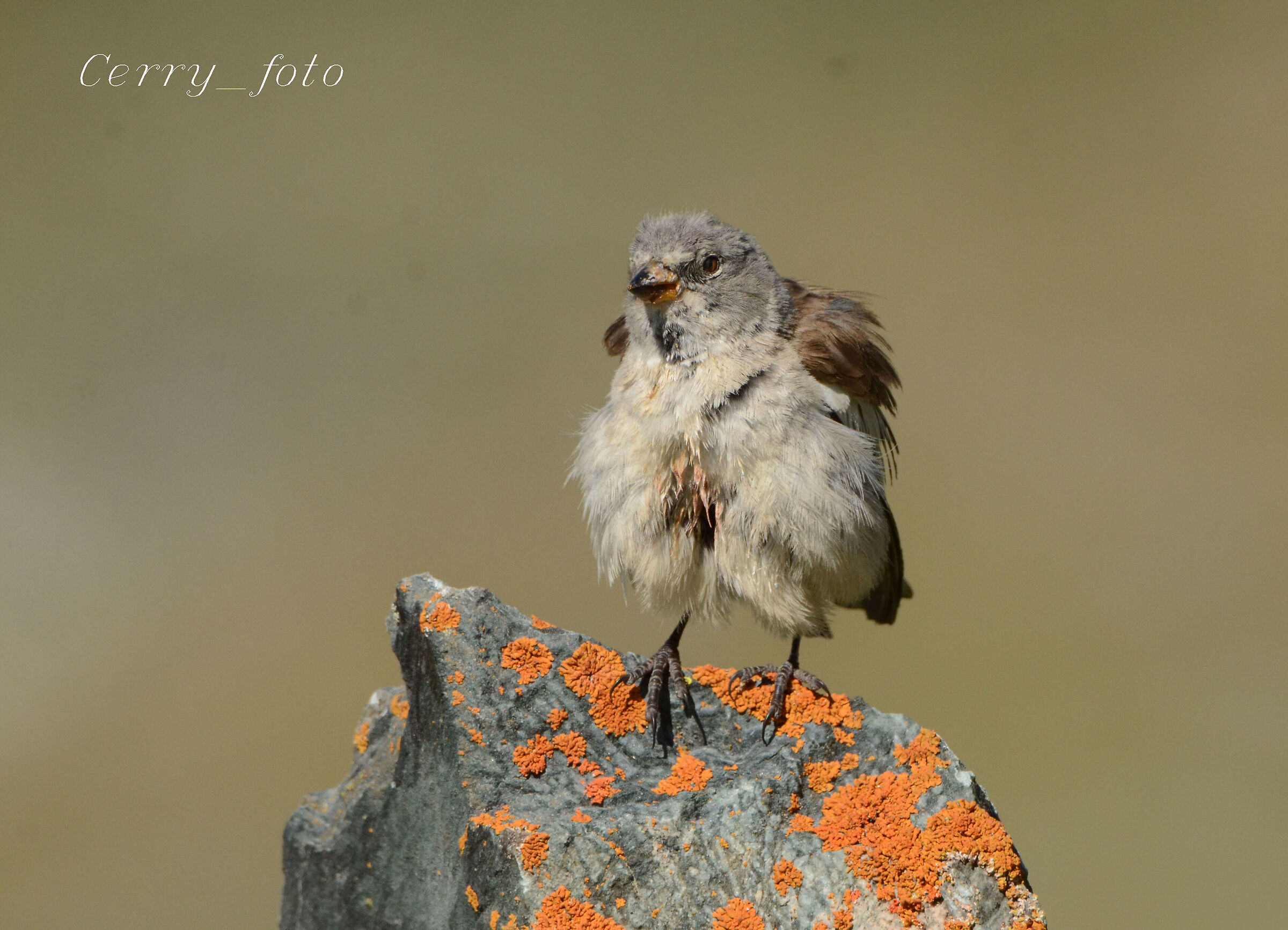 Shaggy alpine chaffinch