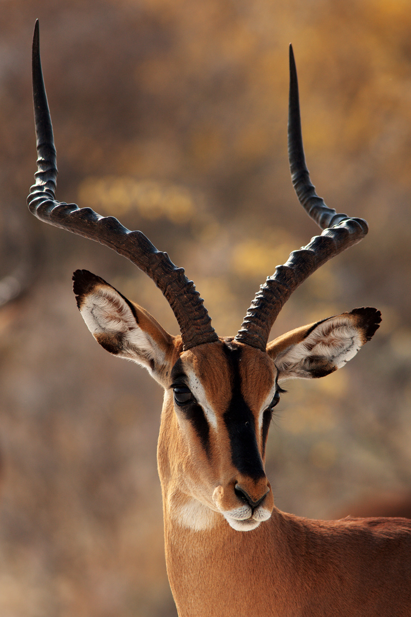 Namibia: Etosha National Park; Blackfaced impala.