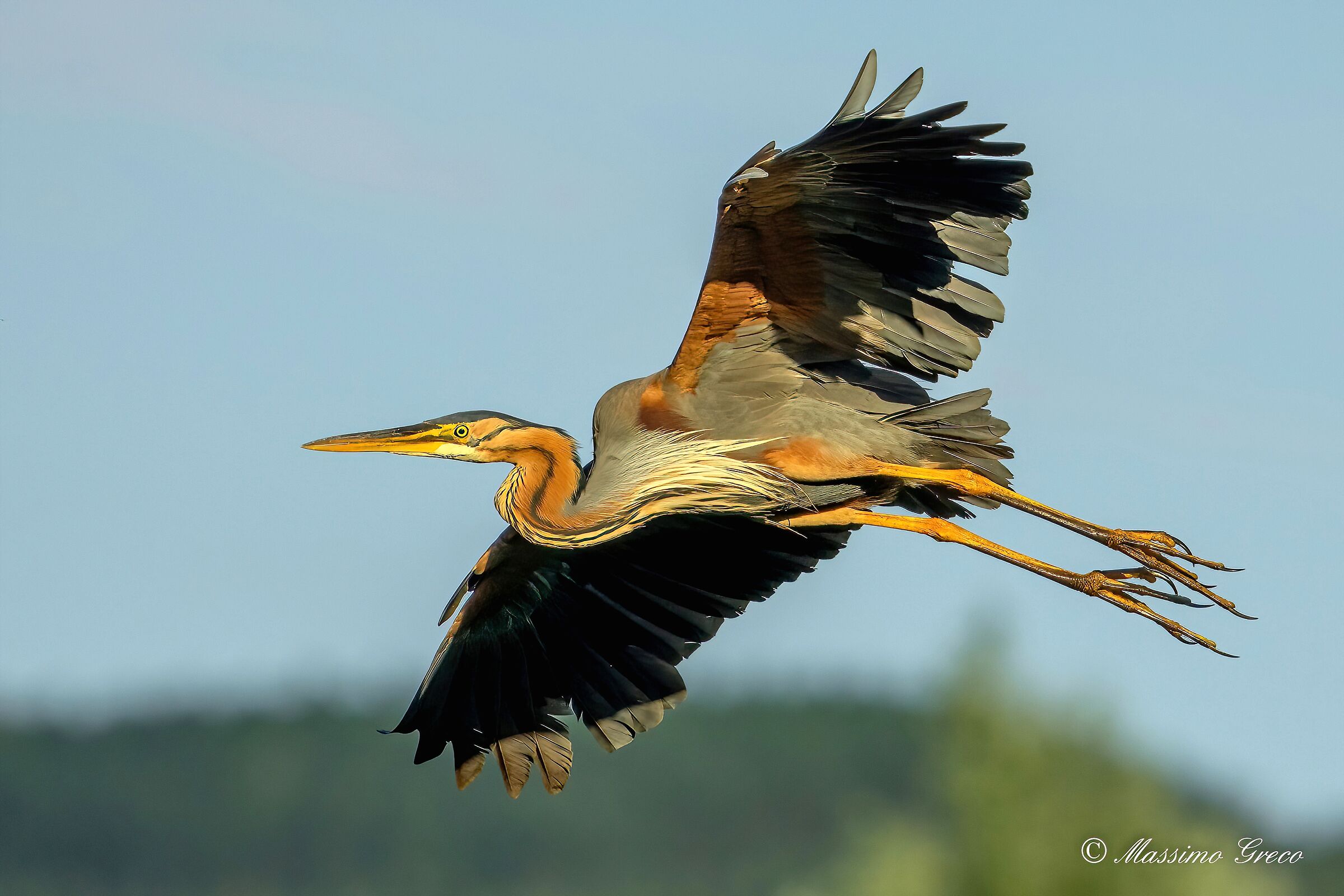 Red heron (Ardea purpurea)