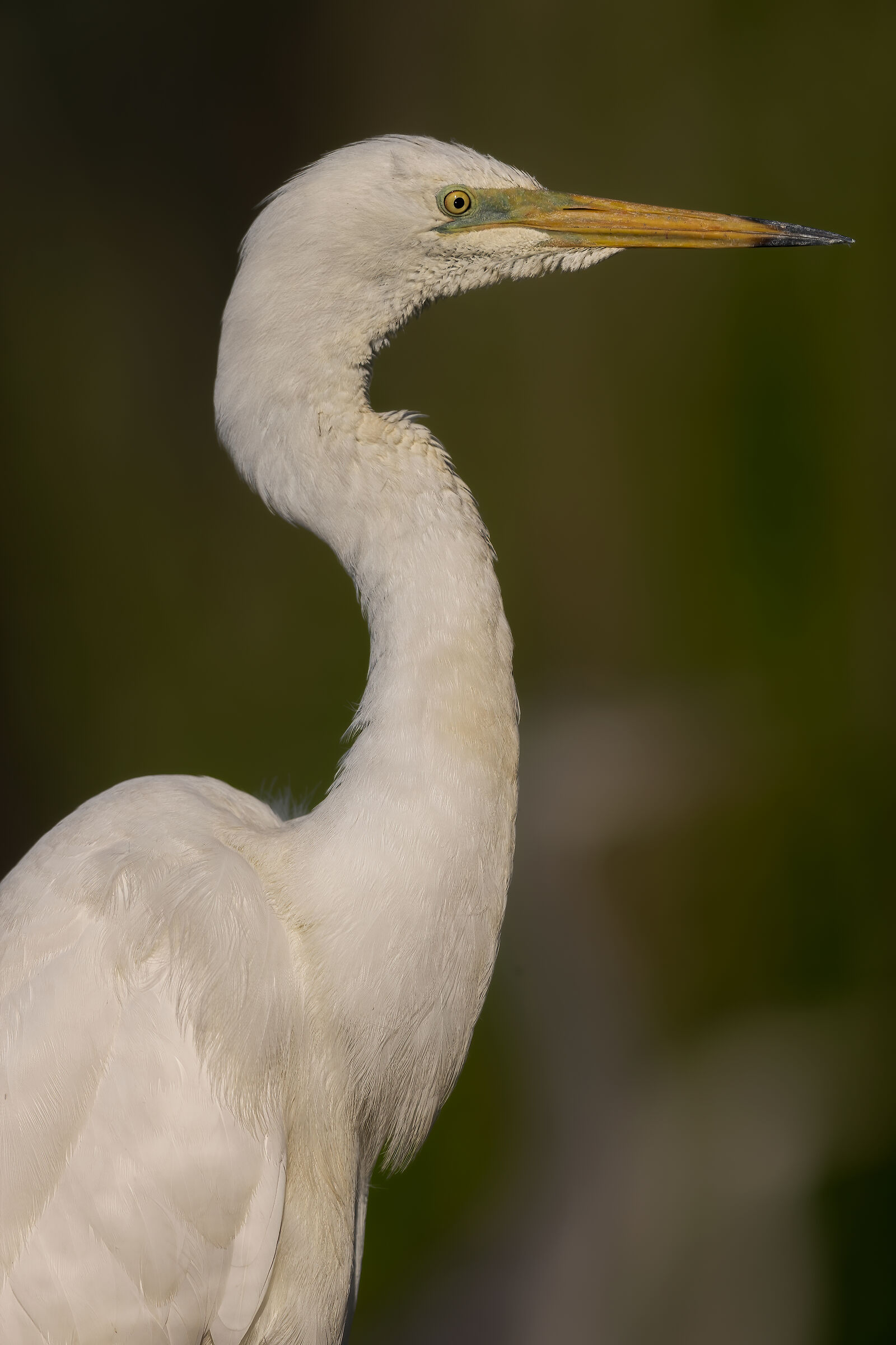 Great Egret portrait