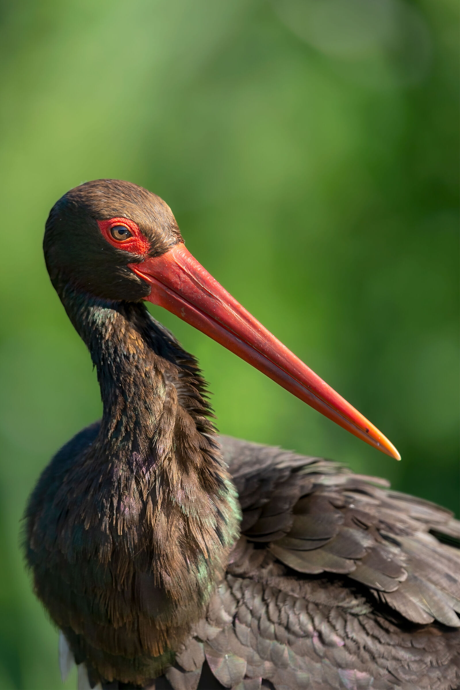 Cicogna nera ritratto