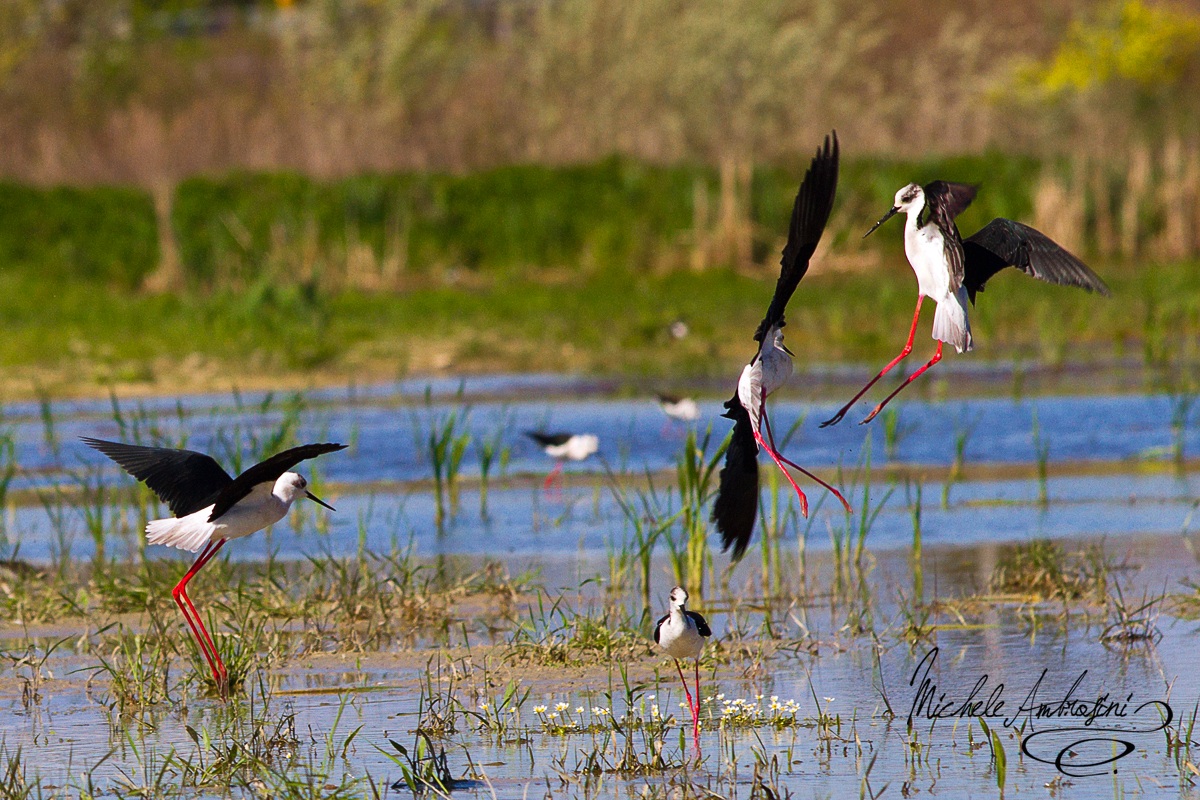 Fasi del corteggiamento