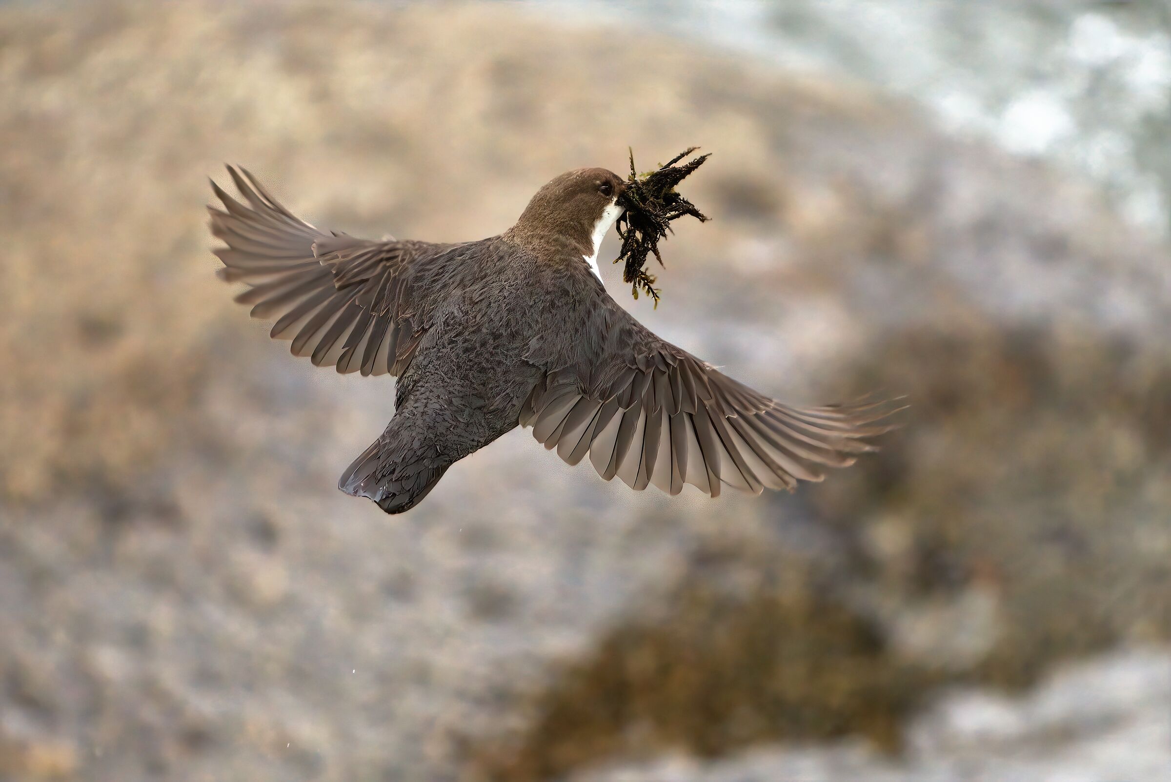 white-throated dipper