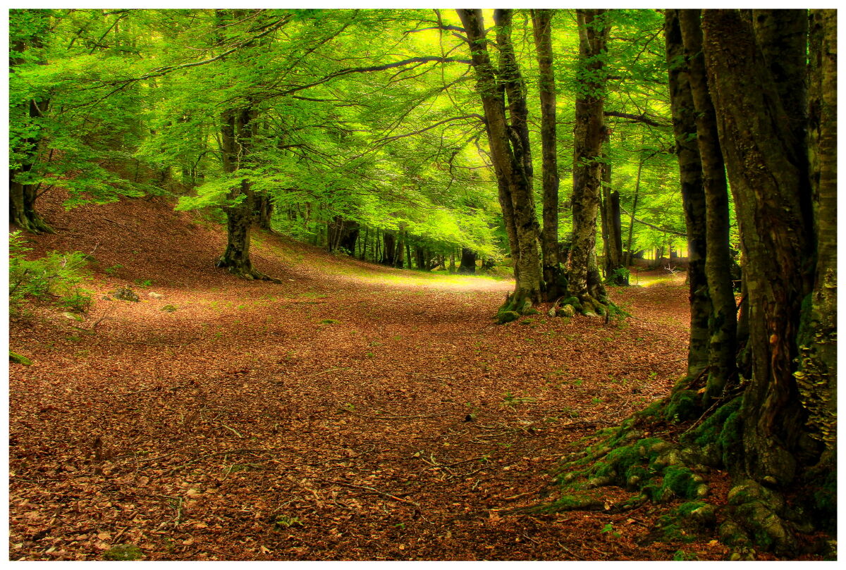Abruzzo National Park