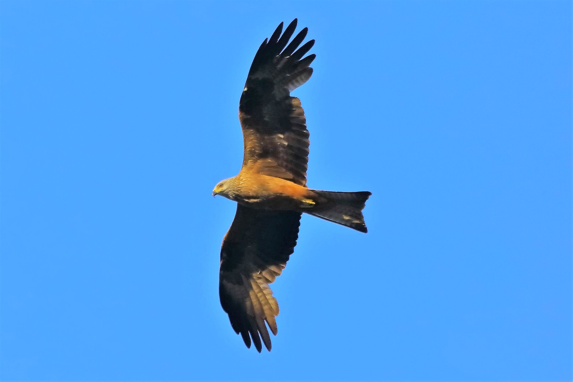 Nibbio bruno 16-06-2022