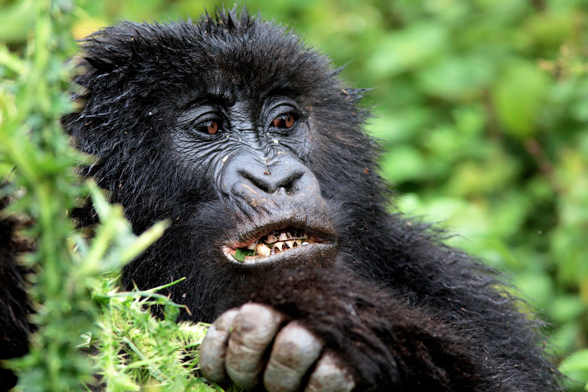 Ruanda: Vulcanoes National Park: femmina di gorilla