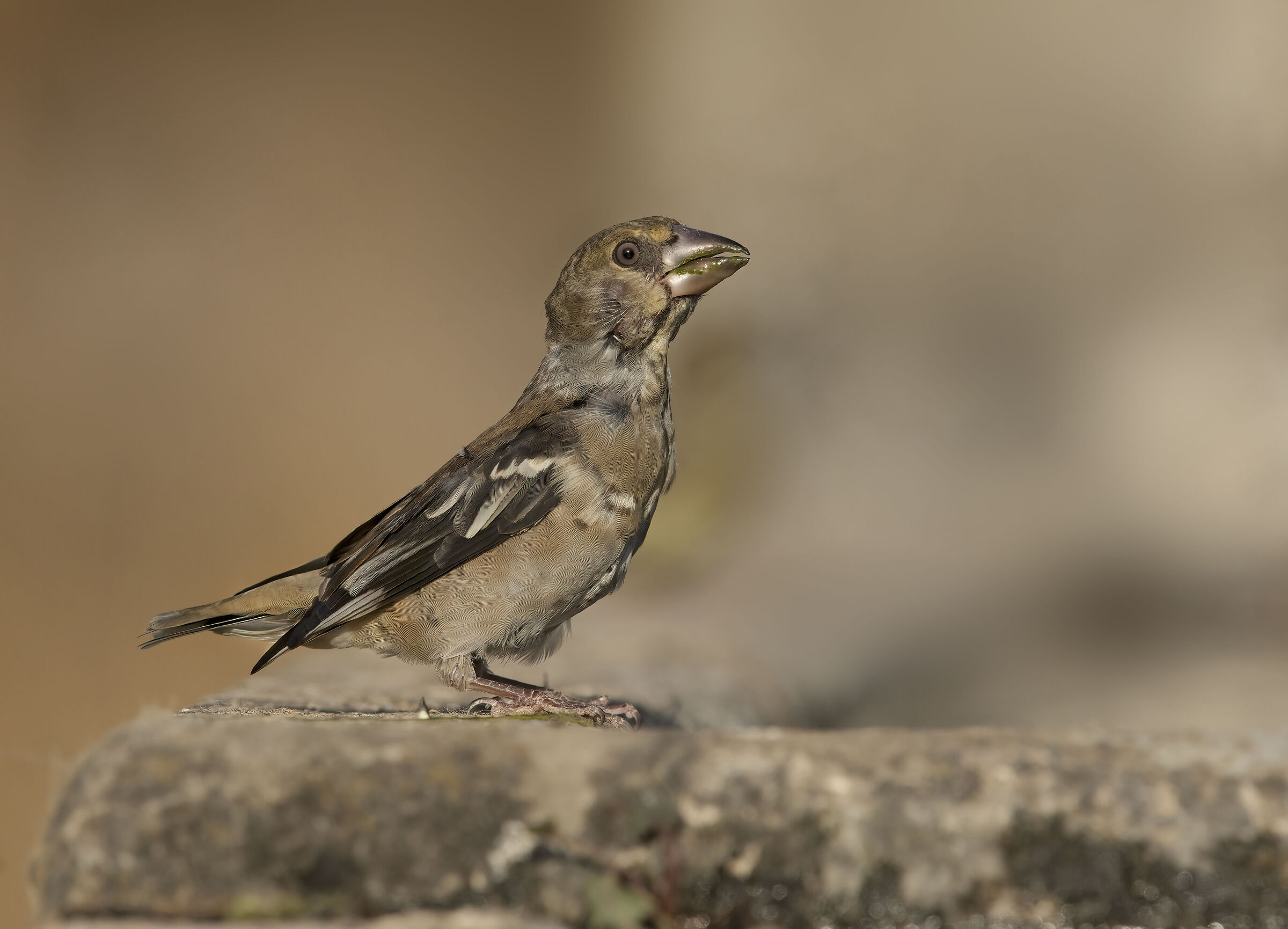 frosoncino in full Hd