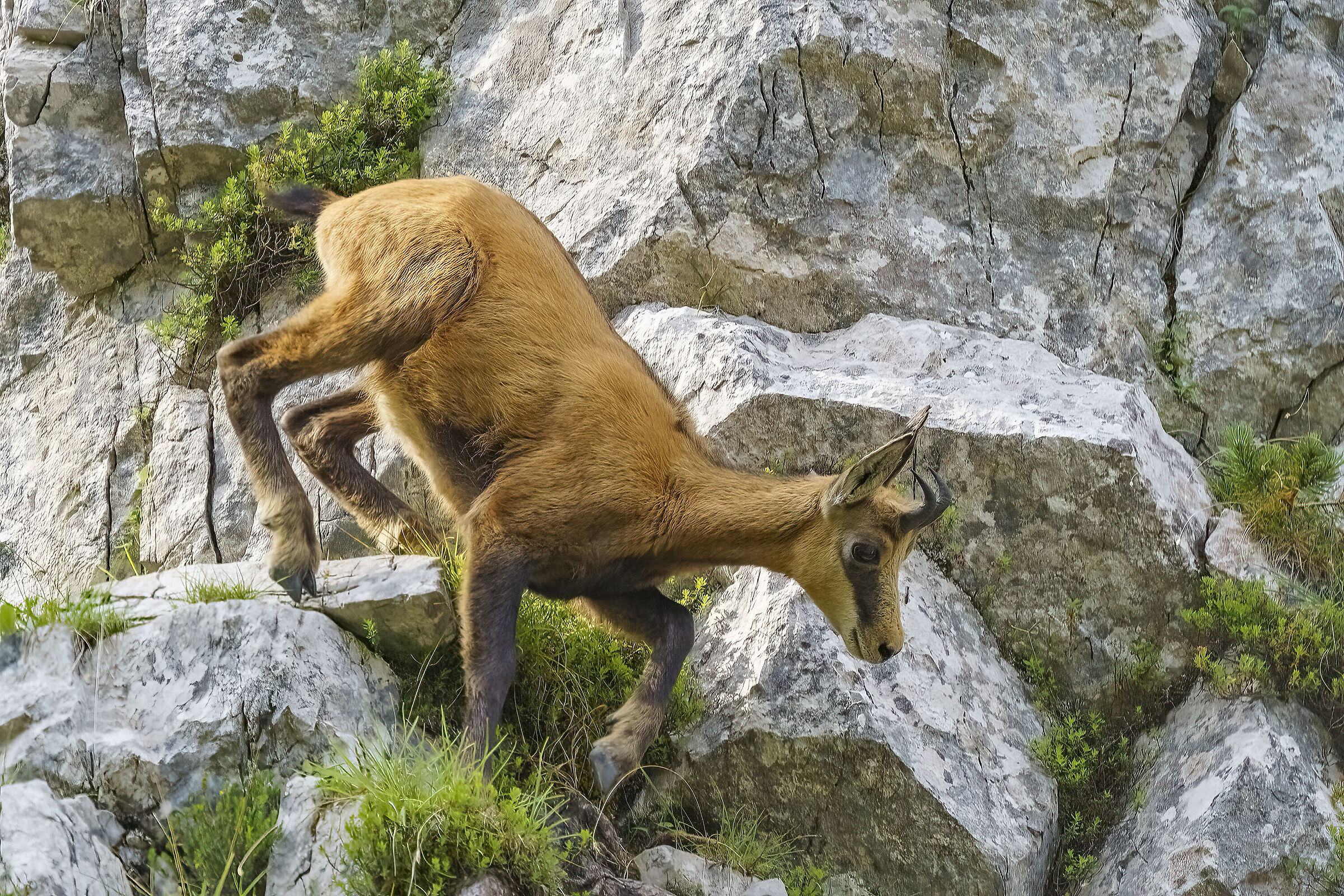 Young chamois