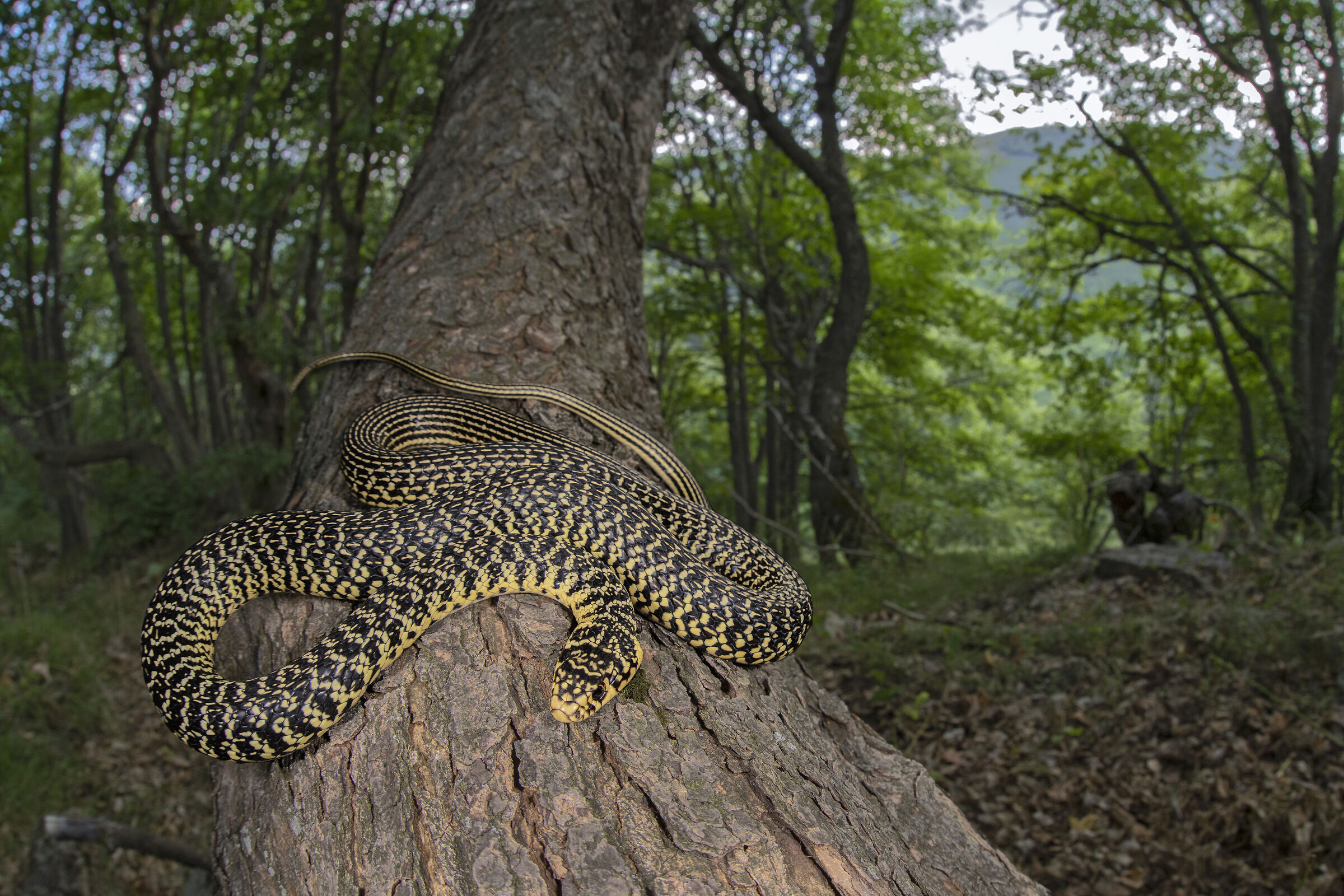 Biacco nel sottobosco