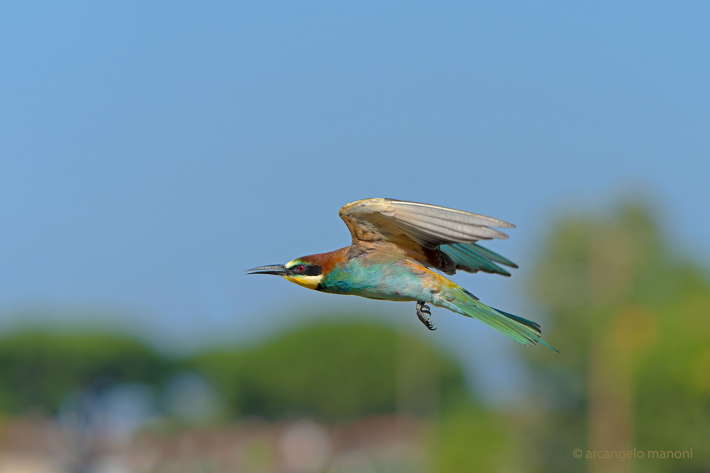 Bee-eater scheduled flight