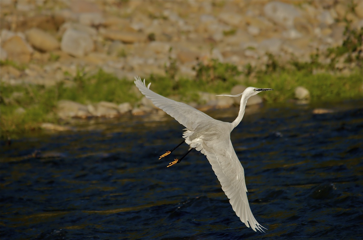 Una stupenda garzetta ambientata - fiumara