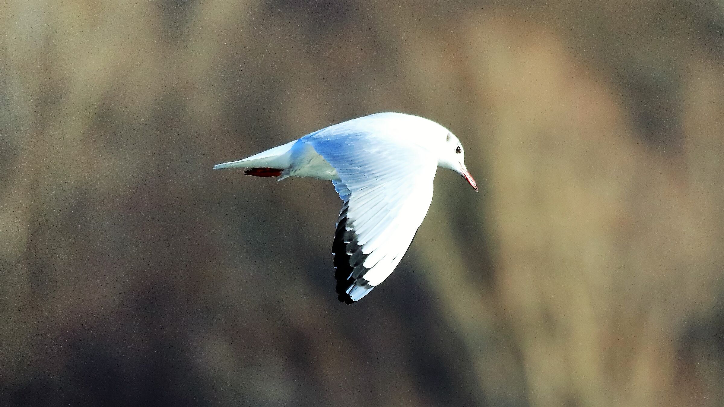 Gabbiano t 15 gen 2022 -- 067