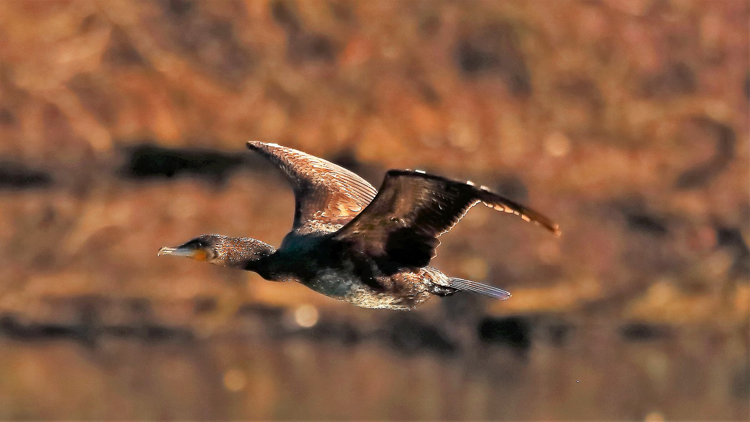 Cormorano 15 gen 2022 -- 085