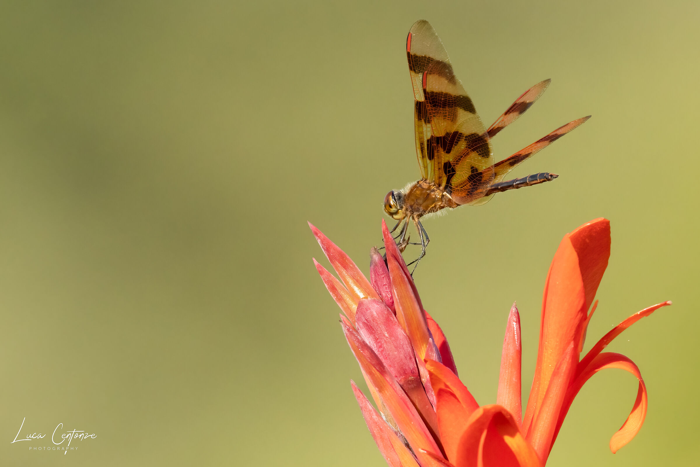 Halloween Pennant Dragonfly